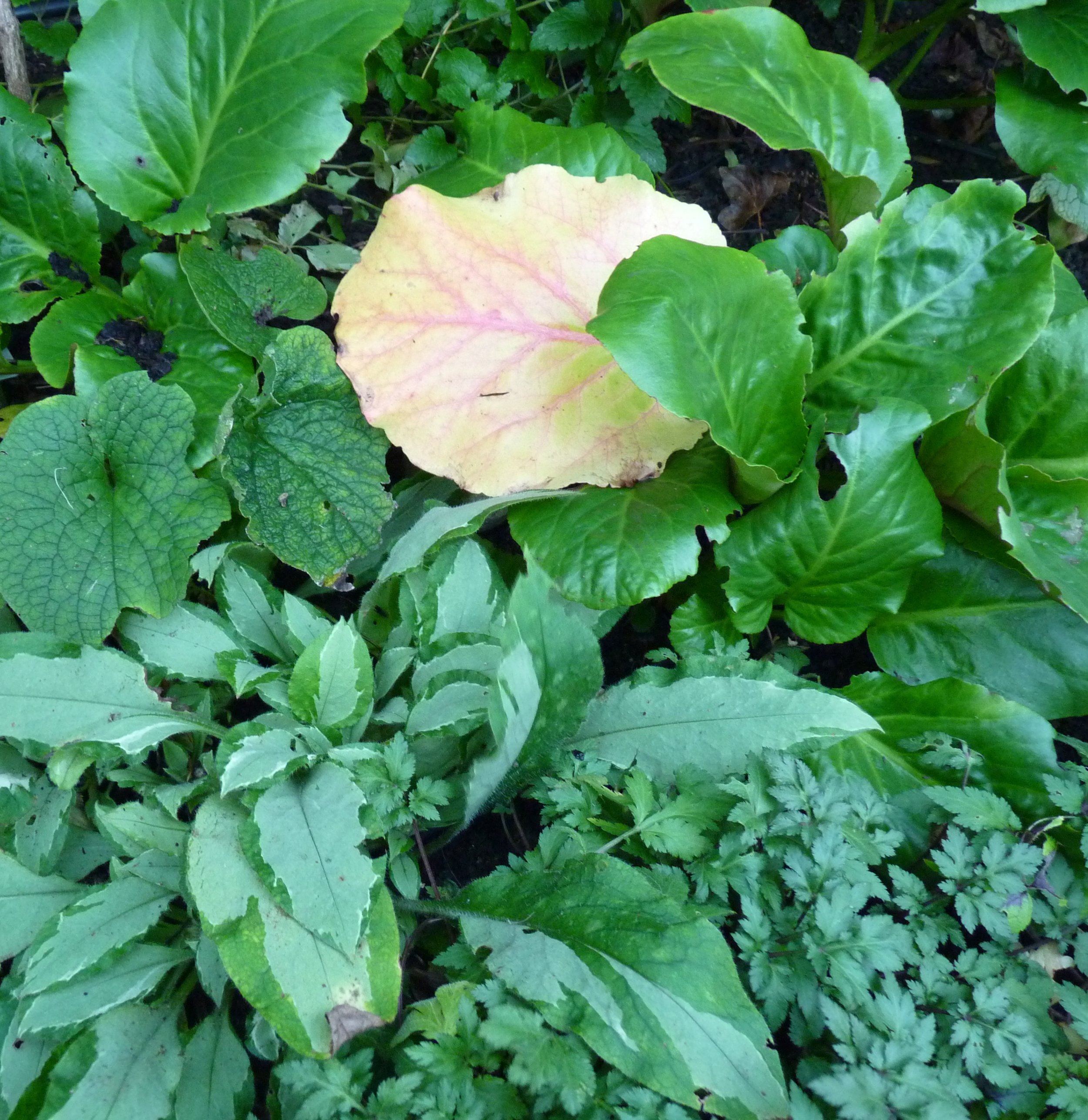 Bergenia or Elephant's Ears, not everybody's favourite. But its excellent for dry shade, cut off the dead leaves after autumn colour fades and it comes back fresh and green in spring, although mostly evergreen. Snap a stem off, shove it in the soil a
