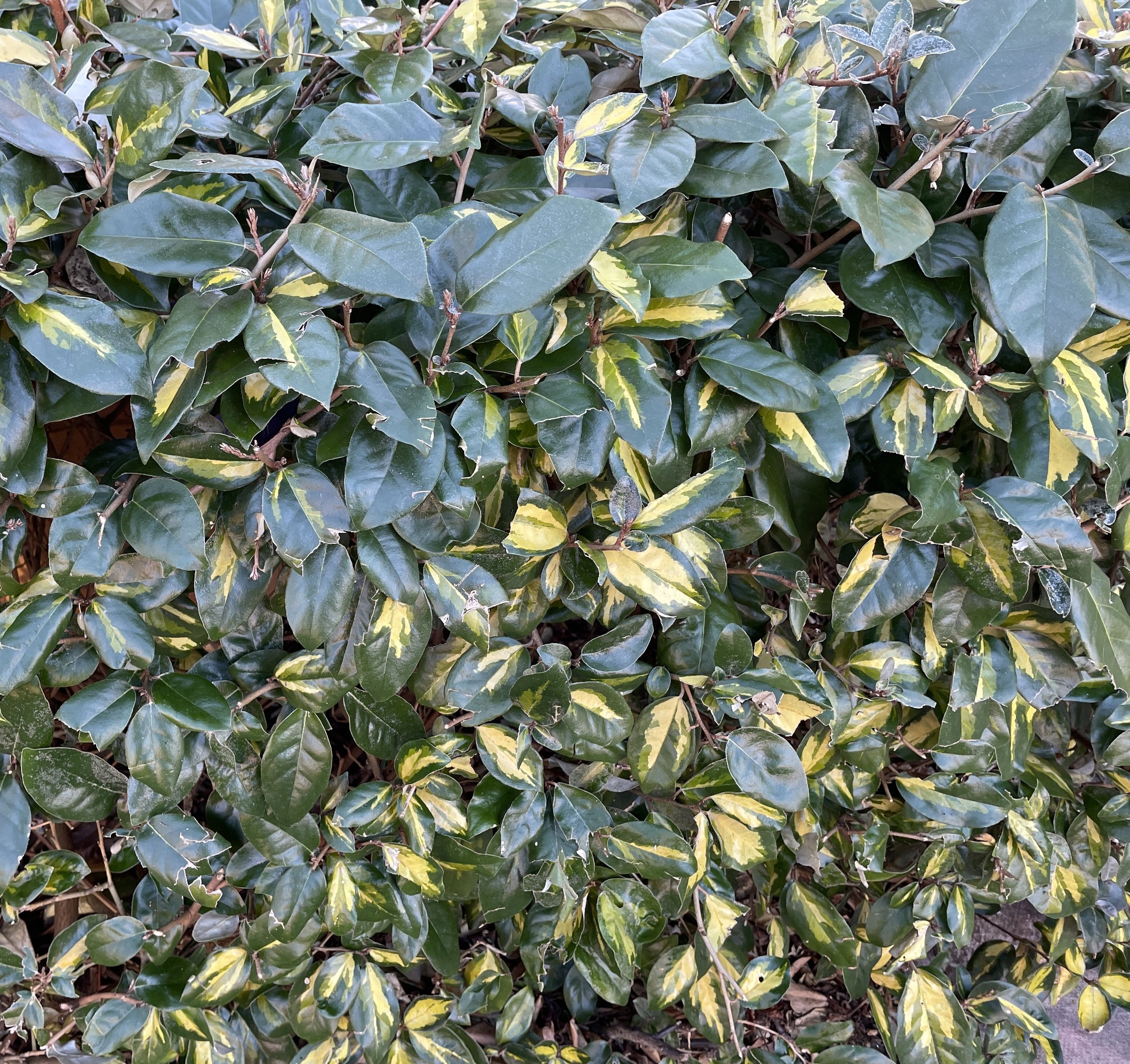 Elaeagnus × submacrophylla 'Limelight' great evergreen hedging shrub. Fragrant flowers if allowed to grow as a freeform shrub. 08 Jan 2026