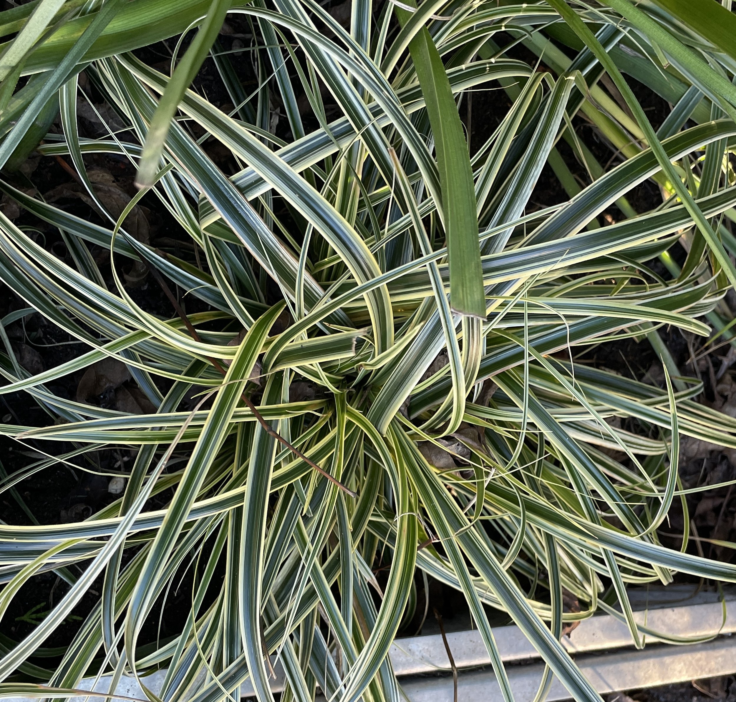 Carex morrowii Goldband or Goldband Grass Sedge is brilliant all year round, whether  in pots or edging borders. It takes any situation in its stride. 11 Jan 2026