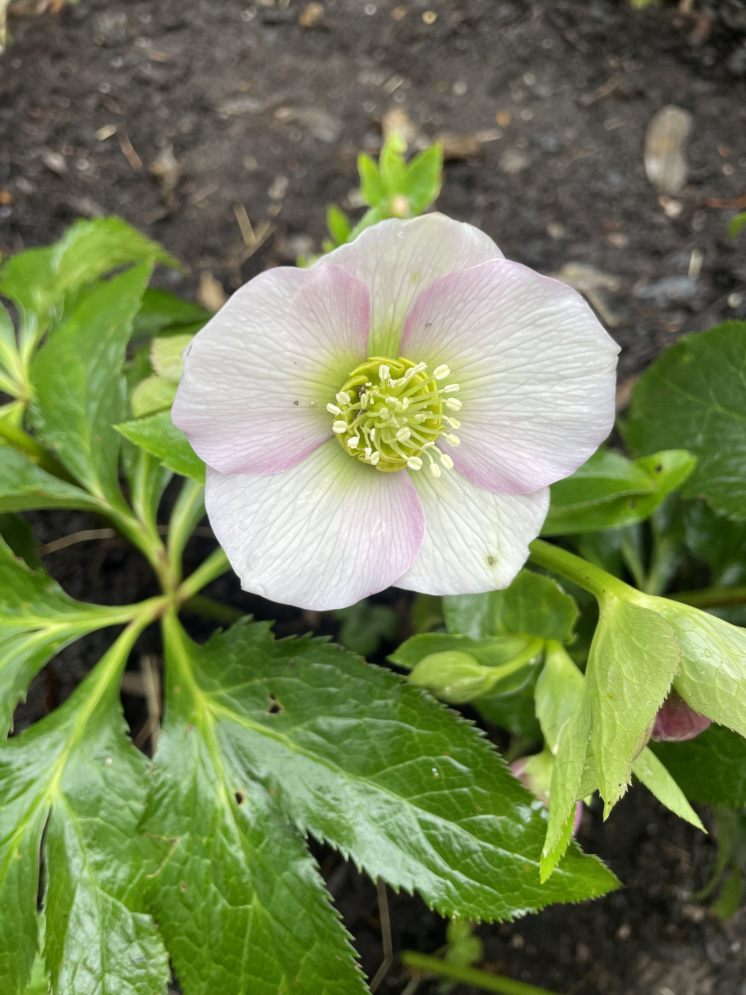 dainty hellebore.JPG