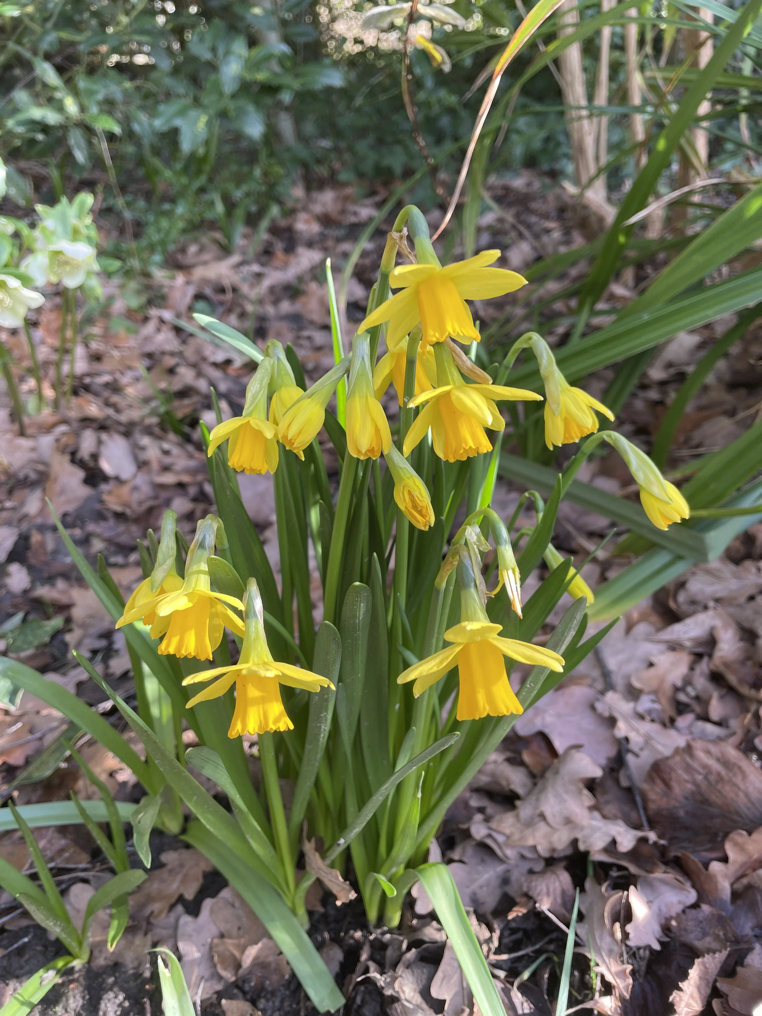 Dainty but tough as old boots, Narcissus Tete a Tete in Penny & Paul's garden 17 Feb 2026