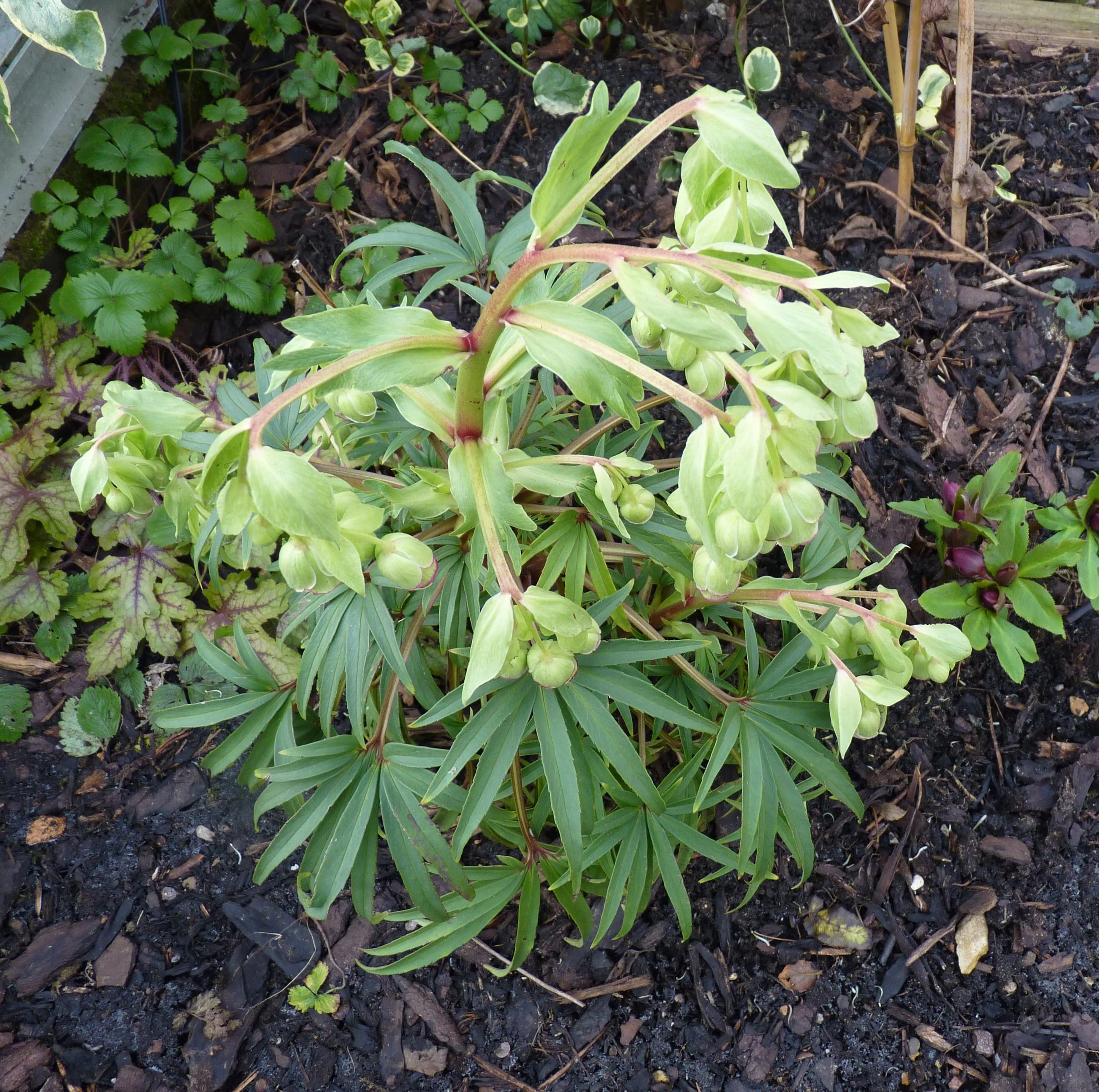 I make no apology for including another hellebore, this time helleborus foetidus Wester Flisk. Waxy, serrated leaves with cream bells tipped in red. 30 November 2025.