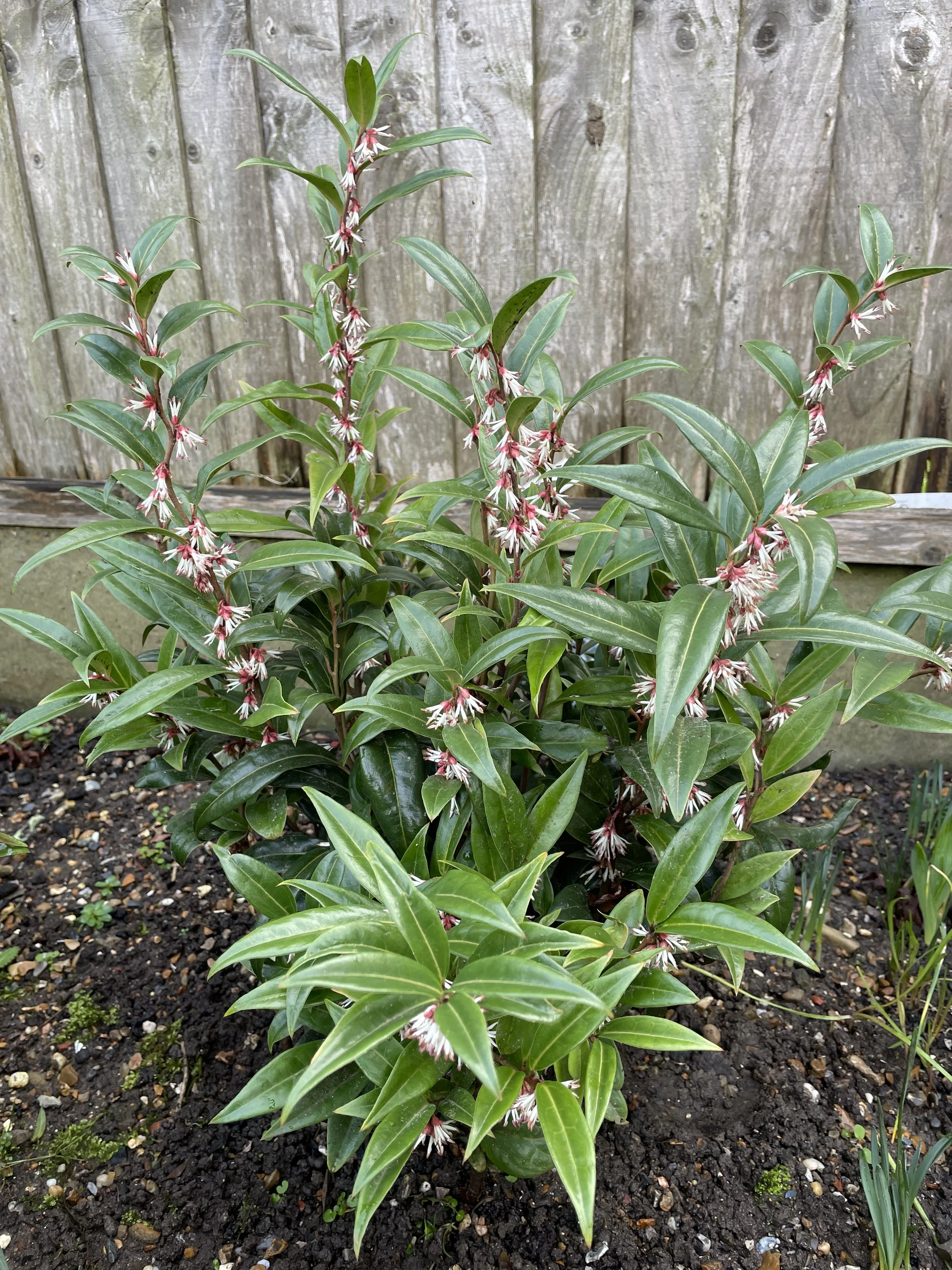 Val & Mark's sarcococca Winter Gem has vivid red stems and the fragrance is heavenly in the cool winter air. 12 Feb 2026