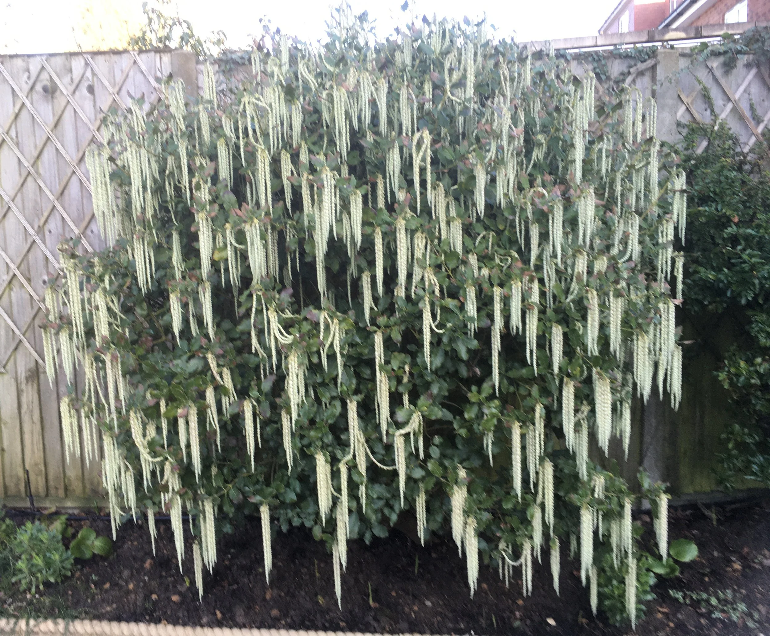 A real winter beauty! Garrya eliptica James Roof or the silk tassel bush, in Pat's garden. 23 Jan 2026