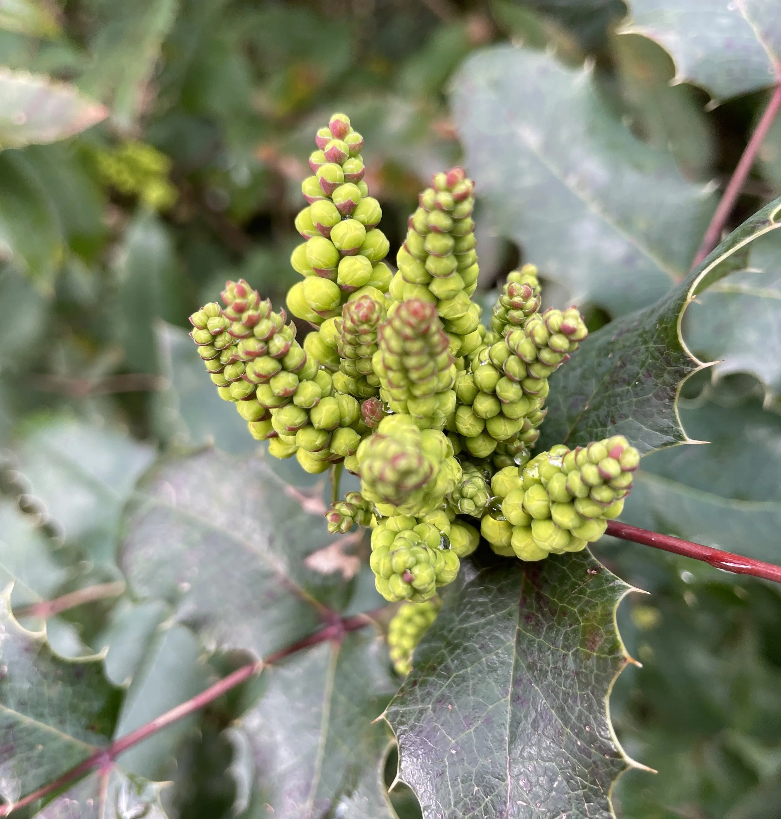 Mahonia aquifolium or Oregon Grape. Bit of a thug, this one, but its winter flowers have a delicious fragrance 31 Jan 2026
