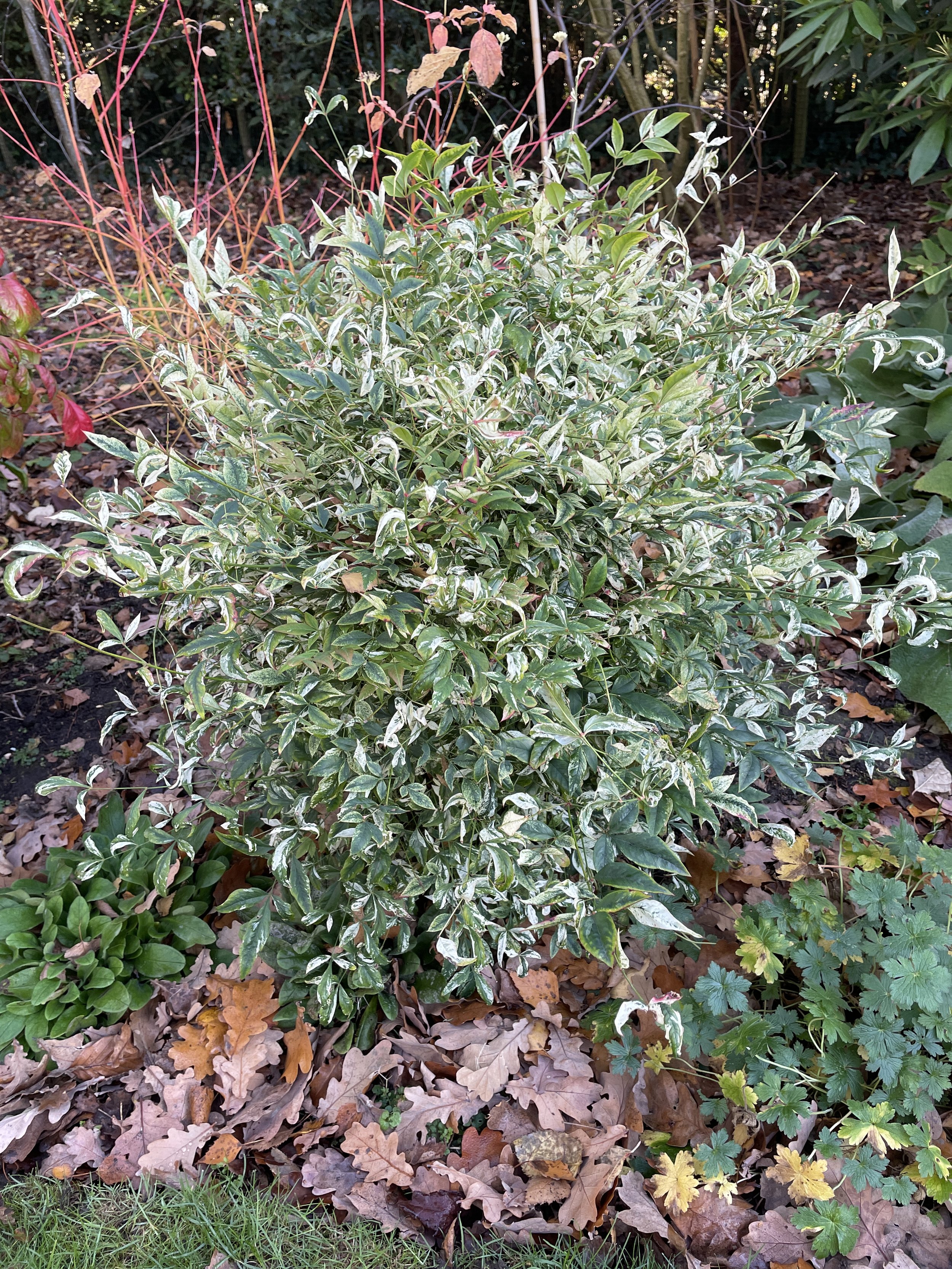 Dwarf evergreen nandina Twilight really earns its keep at this time of year. penny & Paul's garden. 11 Dec 2025