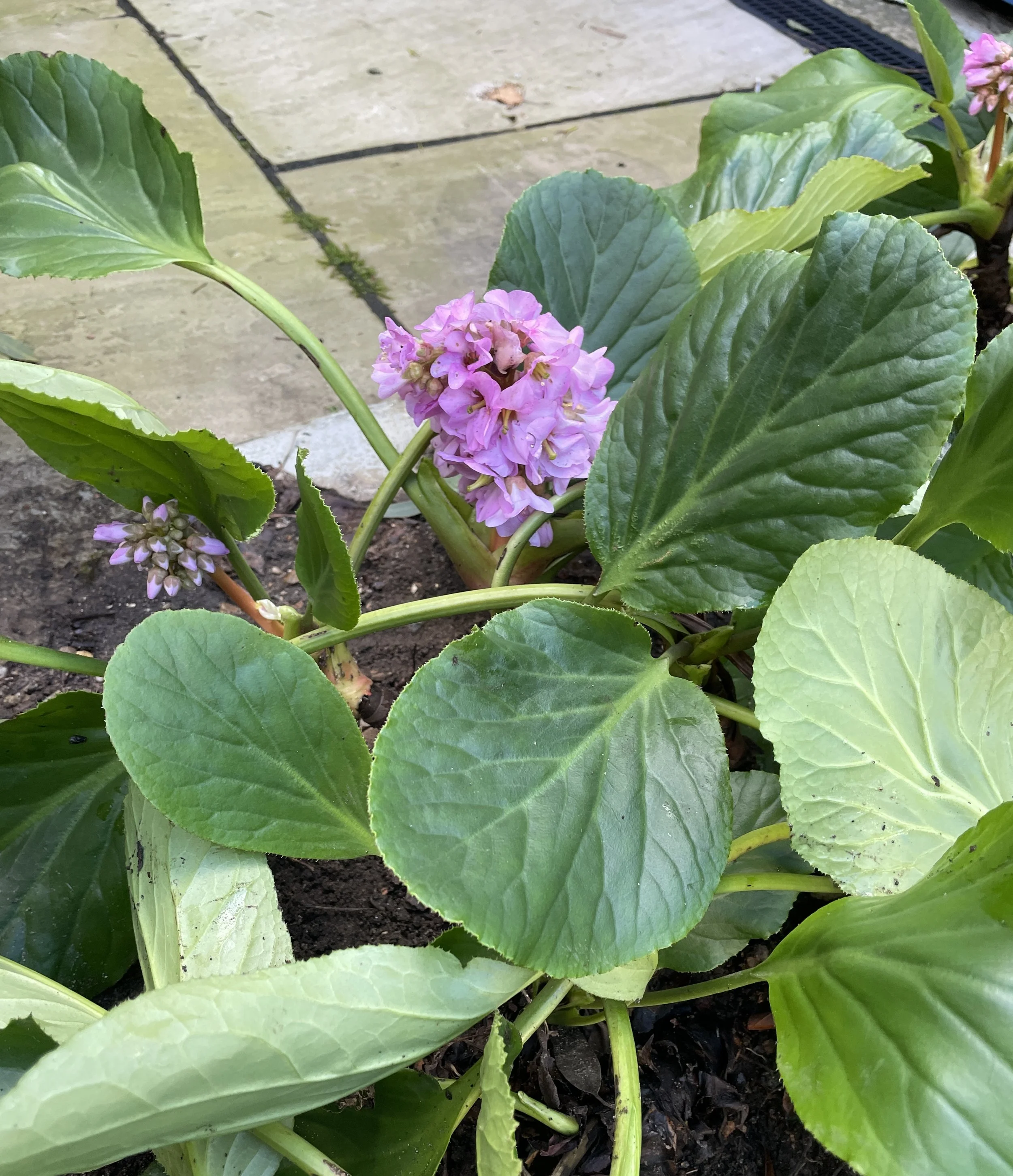 Much maligned bergenia, aptly named Elephant's Ears, is great ground cover when little else is in flower. This large variety is in Ian & Michela's garden, but newer varieties have smaller, russet leaves. 14 Feb 2026