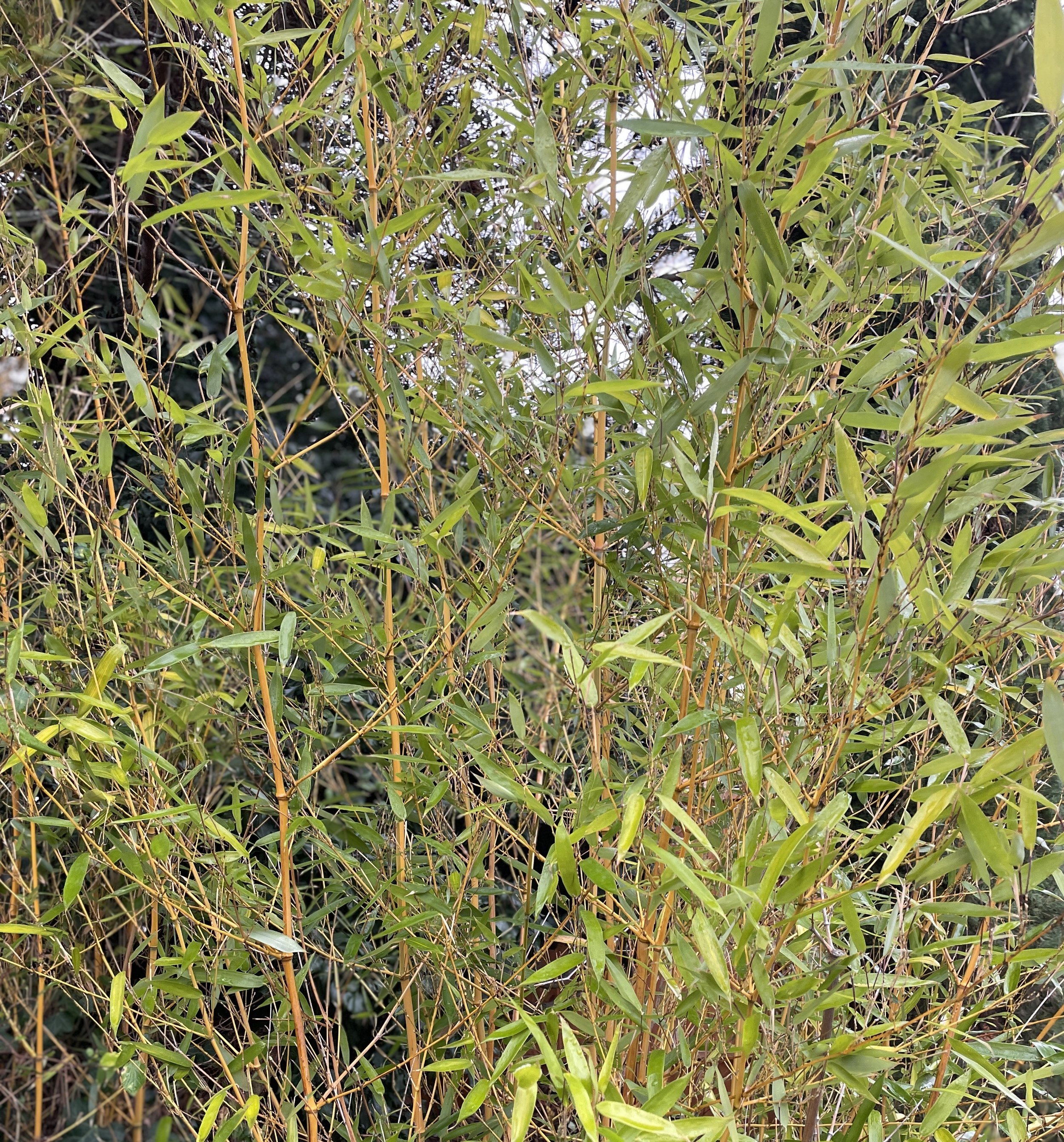 Golden Bamboo or Phyllostachys aurea makes for marvellous screening but may need keeping in check, as it has a tendency to run. 7 Jan 2026