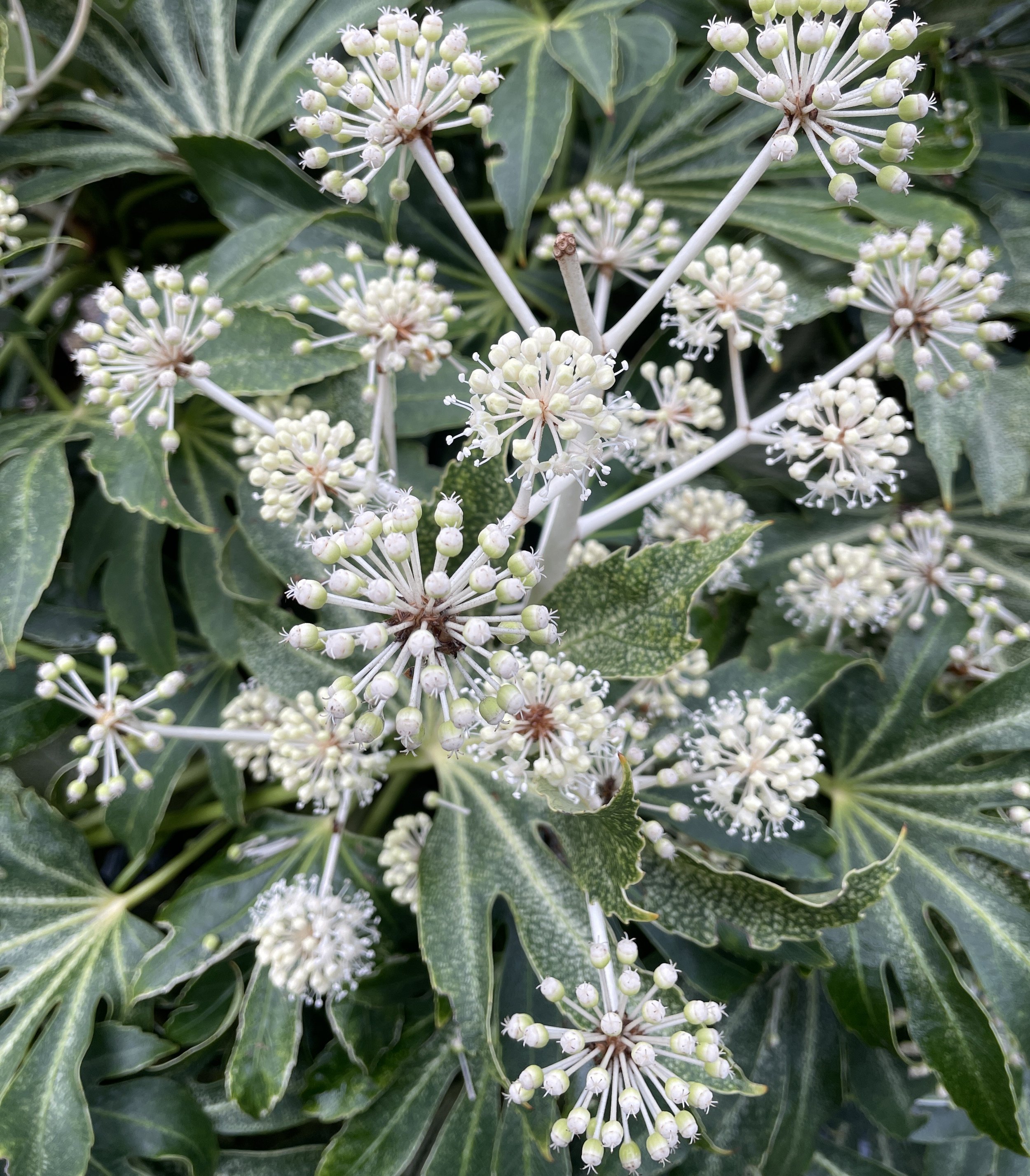 The seedheads of fatsia japonica are like satellites! 06 Dec 2025