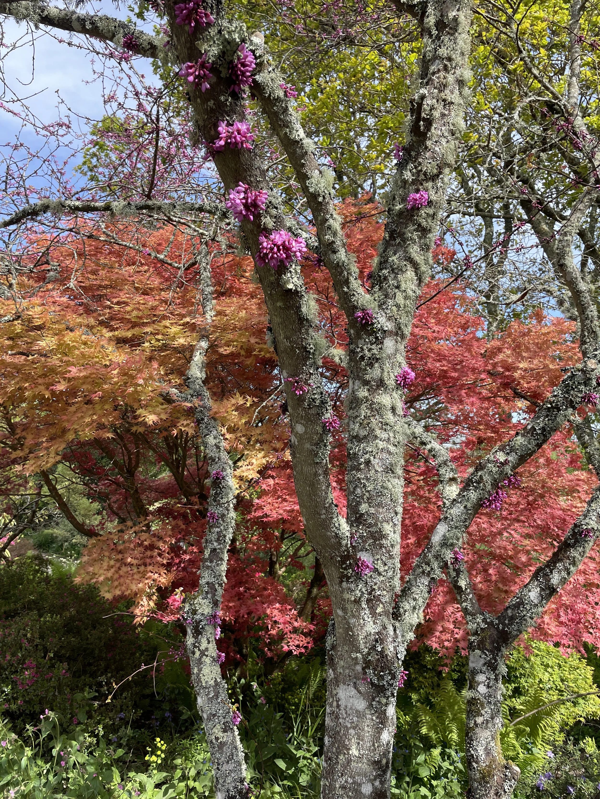  Week ending 26 April 2026. I love the accidental combination of this cercis canadensis and the flaming acer behind. Furzey Gardens, Hampshire. 
