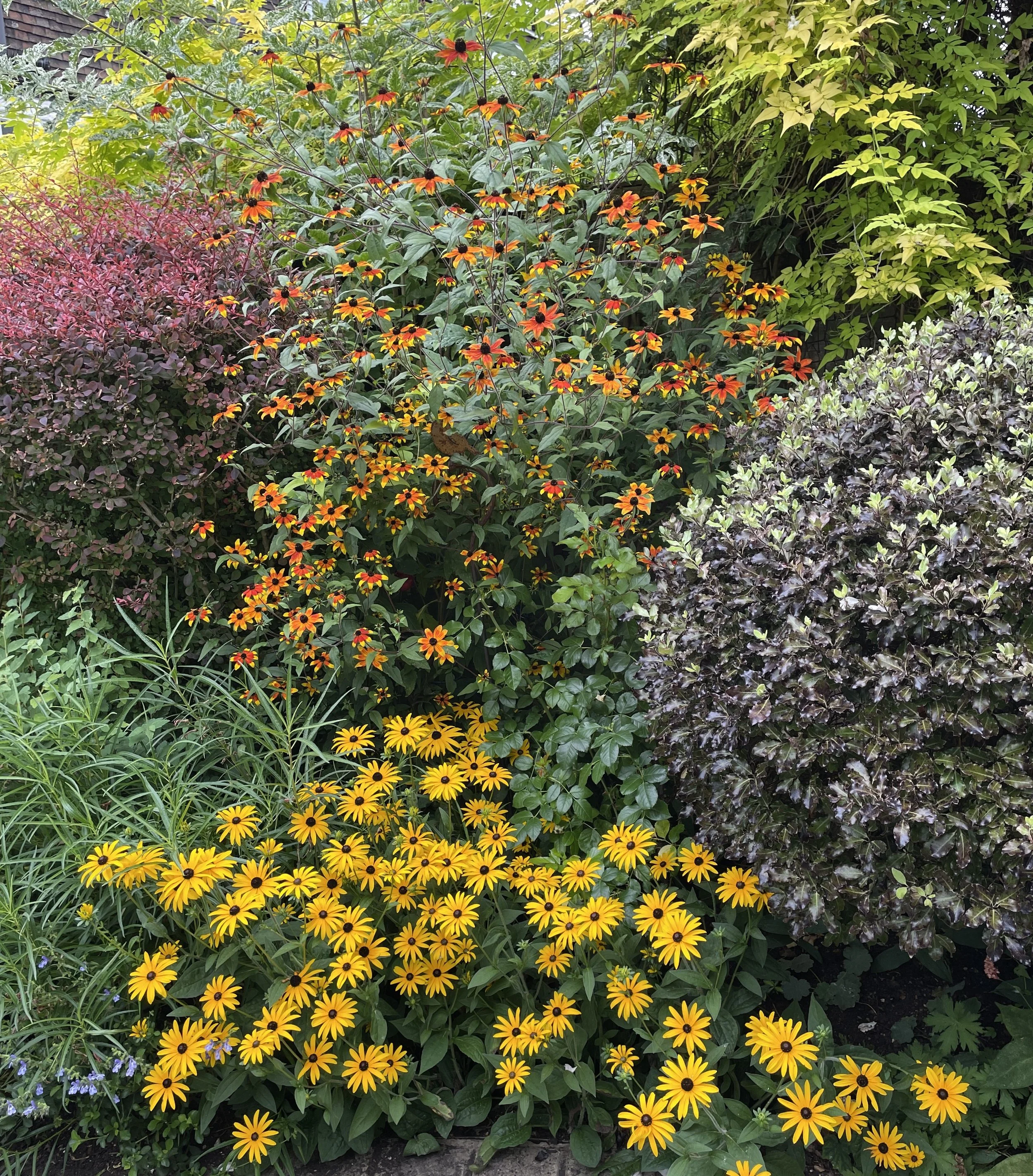 Week ending 9 August. This is my favourite time of year in the garden, with all these vibrant colours!