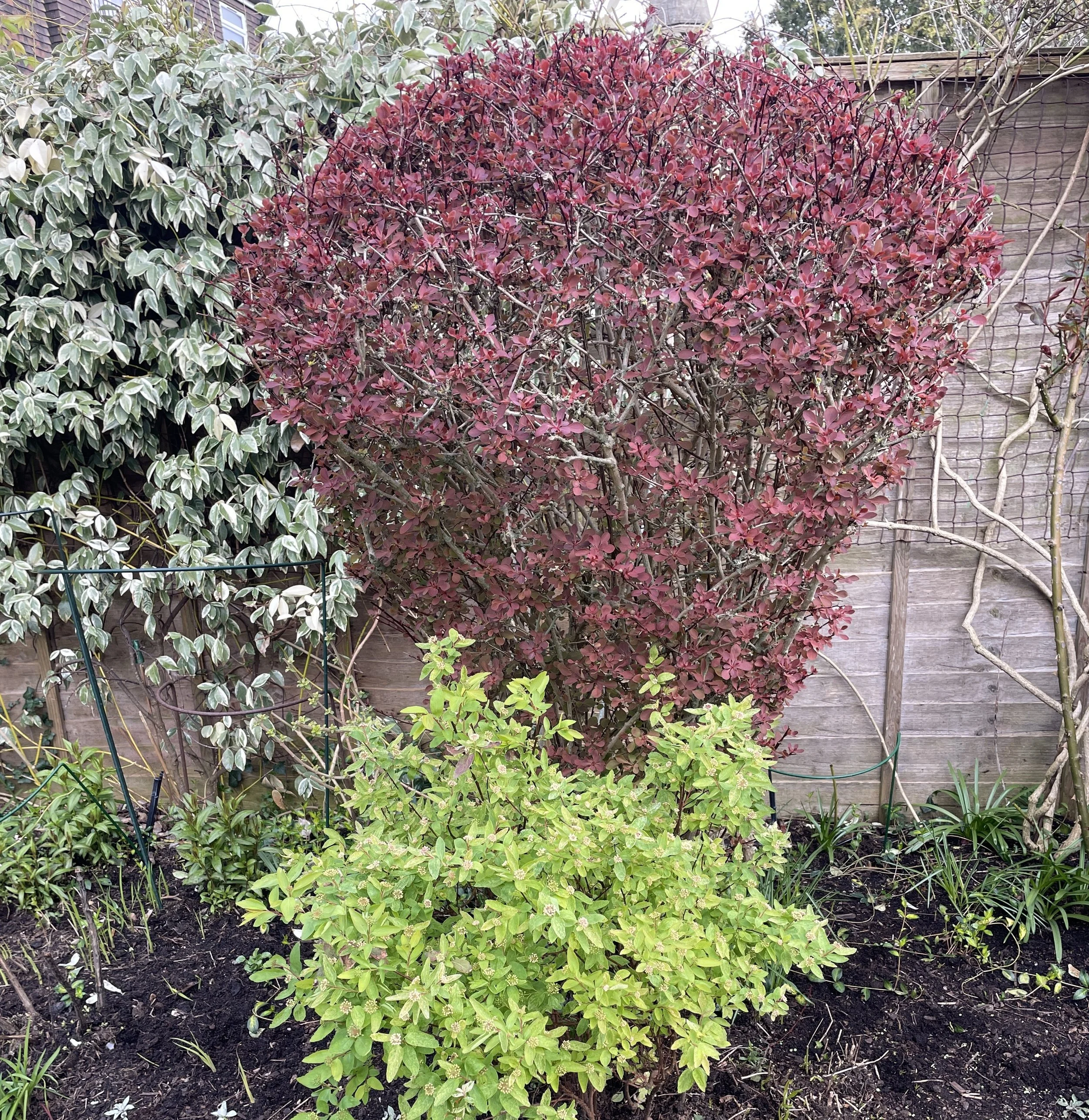 This week's Winning Combination is berberis thunbergiii Pink Queen  and spiraea Pink Ice with cool, variegated trachylospermum jasminoides. 09 March 2026