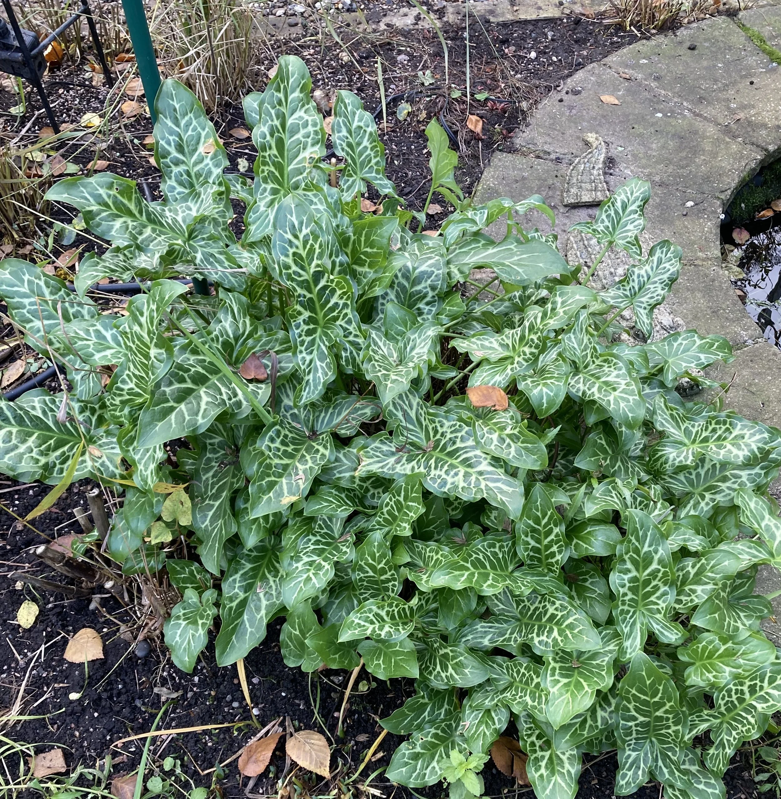 I know arum maculatum is a thug but its also a wonderful semi-evergreen with beautiful marbled leaves. Also easy to dig up! 26 Nov 2025