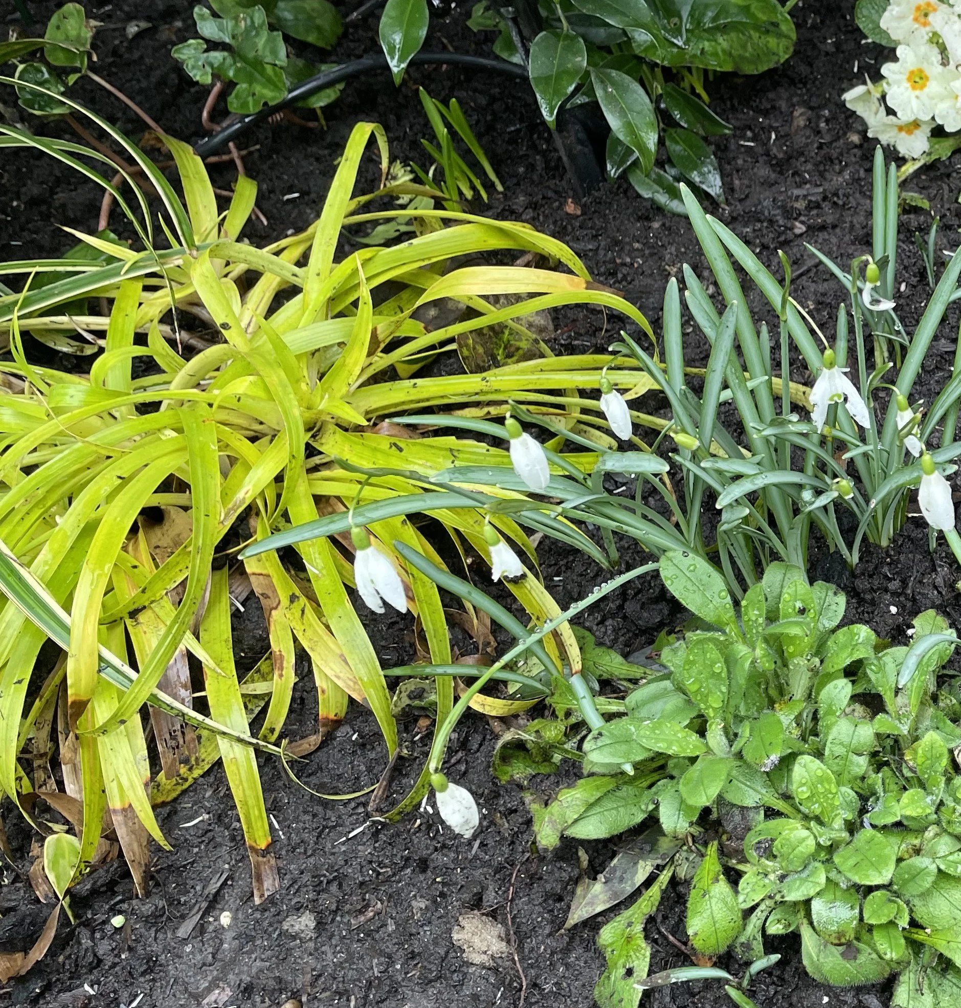 Luzula sylvatica Solar Flair is the most accommodating grass. Simply pull off one of its offsets, shove it into dry shade and it thrives. 15 Feb 2026