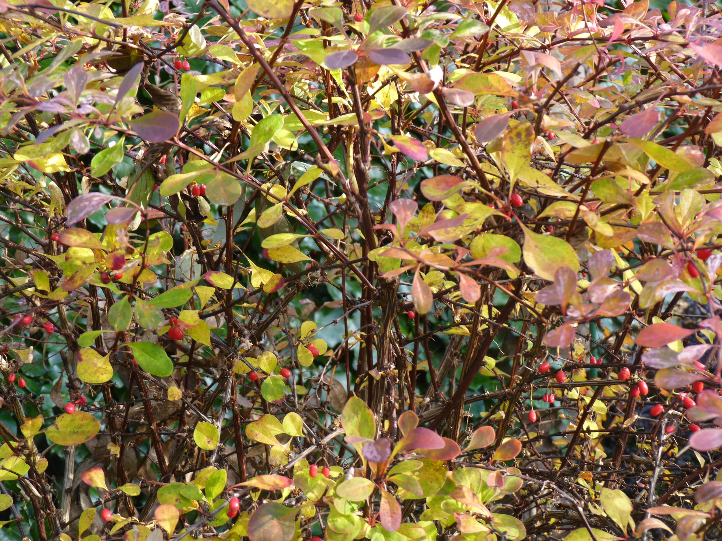 berberis thumbergii looks good most of the year, ending with good autumn colour and red berries. 29 Oct 2025