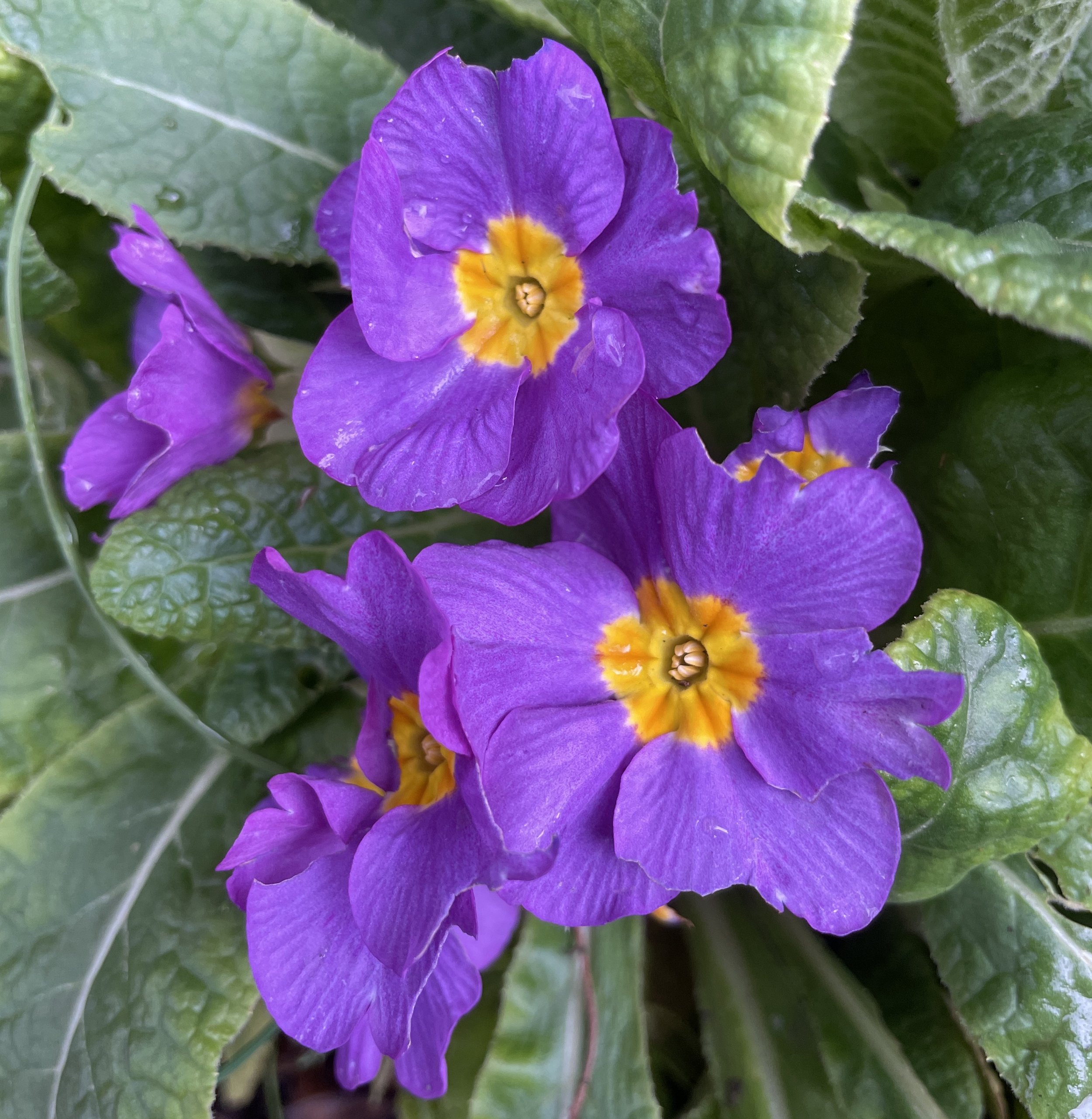 Lovely primulas in Pat's garden multiply year on year. 9 Dec 2025