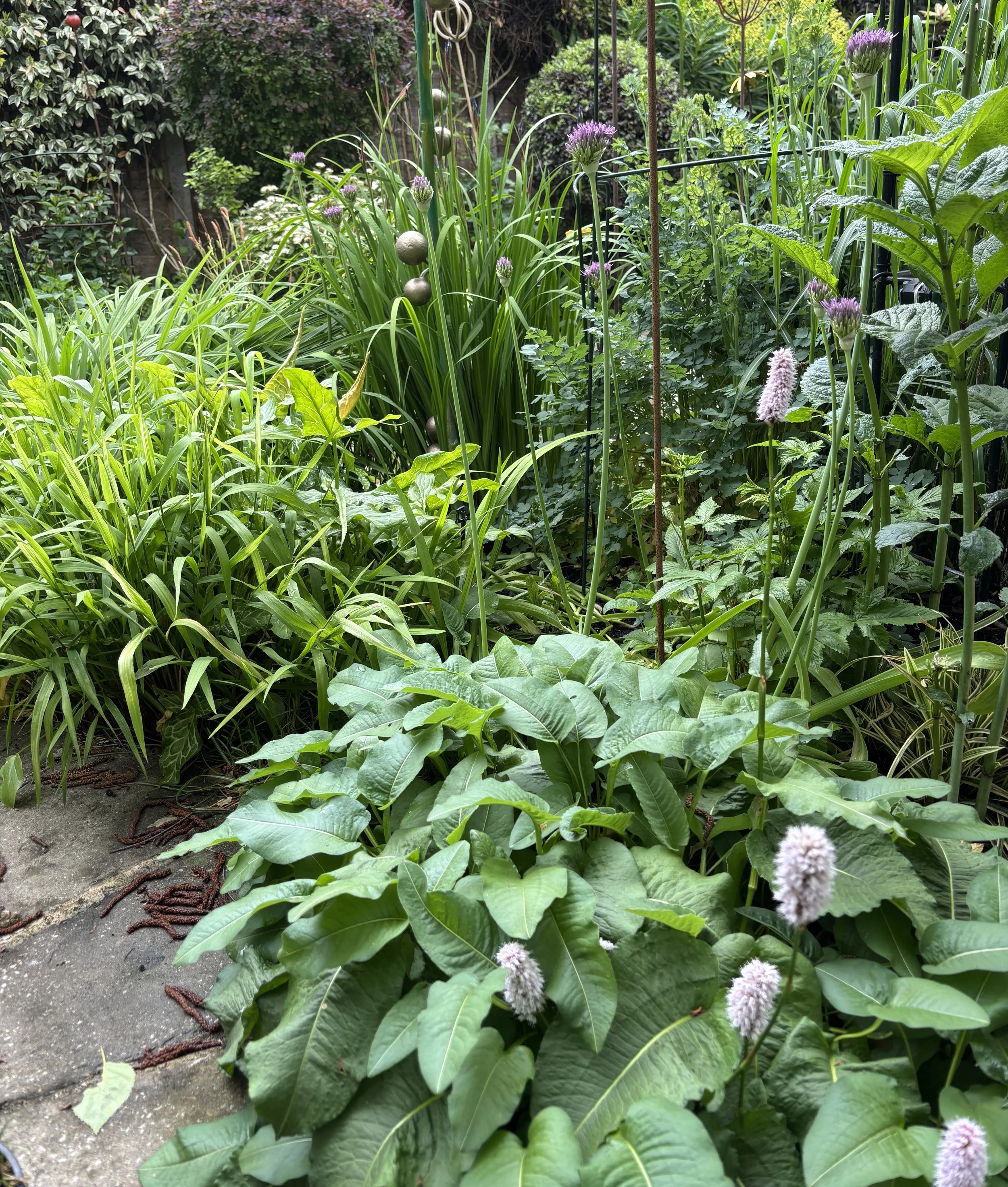 Week ending 17 May. Our central border is full of different foliage colours and textures; fresh new spring growth is so lush. 