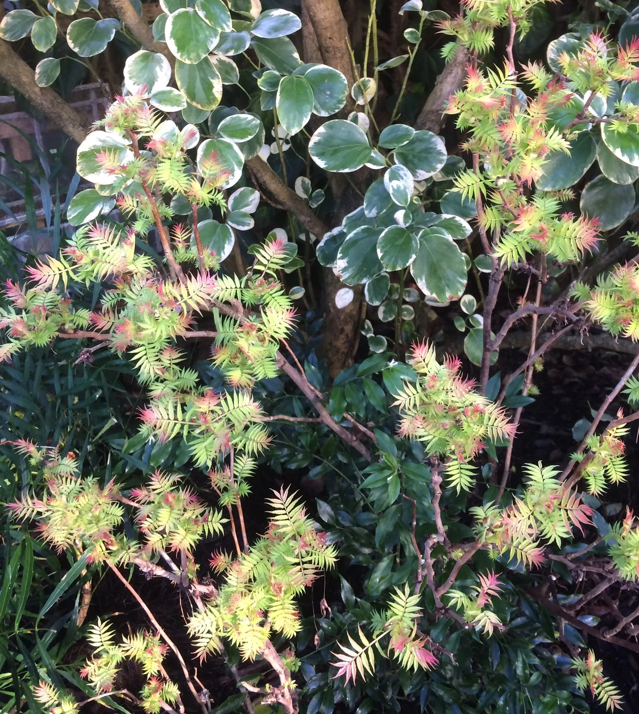 Now, this is one shrub that I think is at o=its best in bud. Starbursts in the gloom! Sorbaria Sem loves dry shade but it does run. 29 Jan 2026
