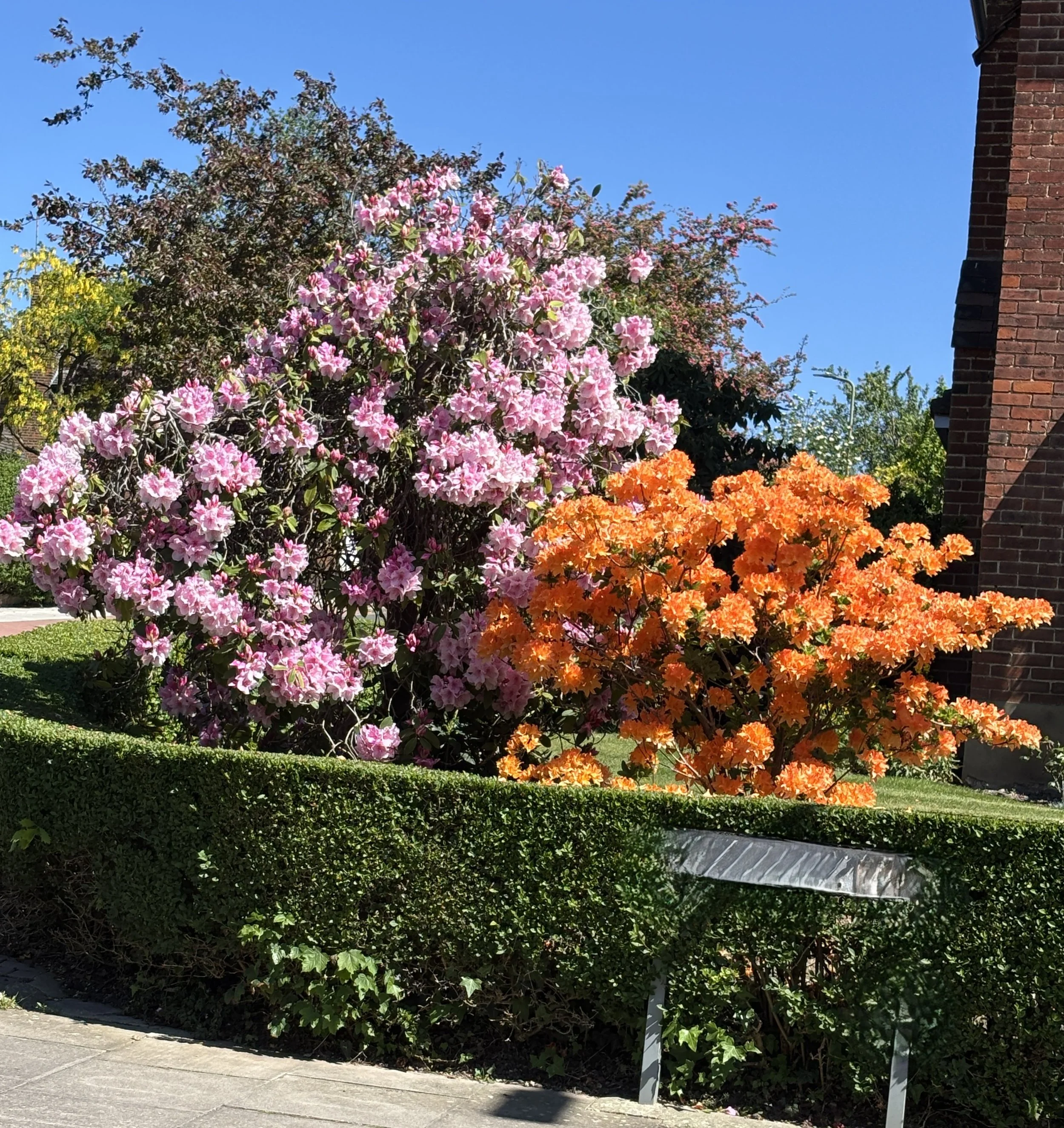 Week ending 2 May. Now there's a combo that would usually make me cringe, but somehow with rhodos and azaleas it just ... works!