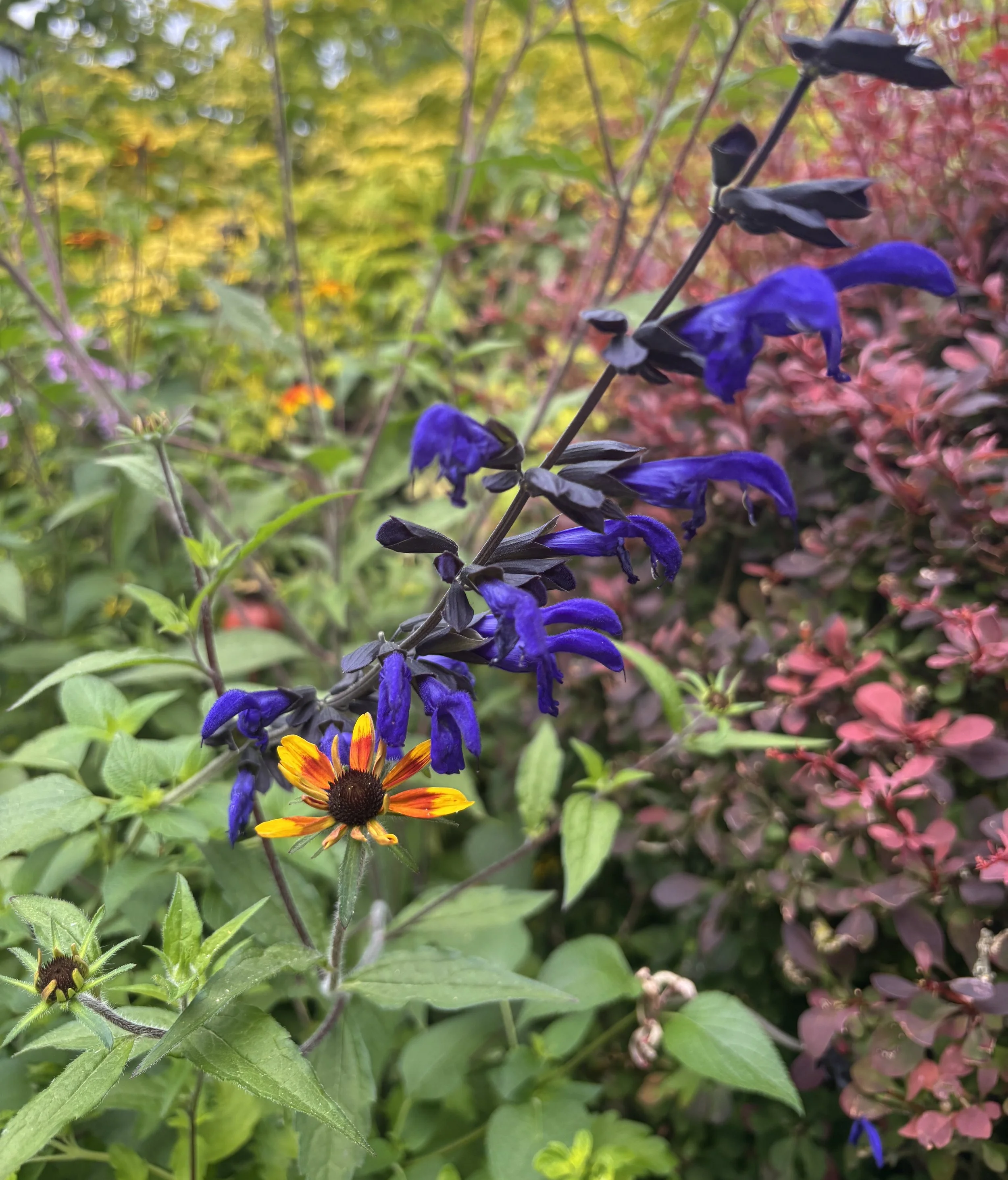 Week ending 26 July 2026. I've been waiting all summer for this combo. Rudbeckia Prairie Glow and Salvia Animo