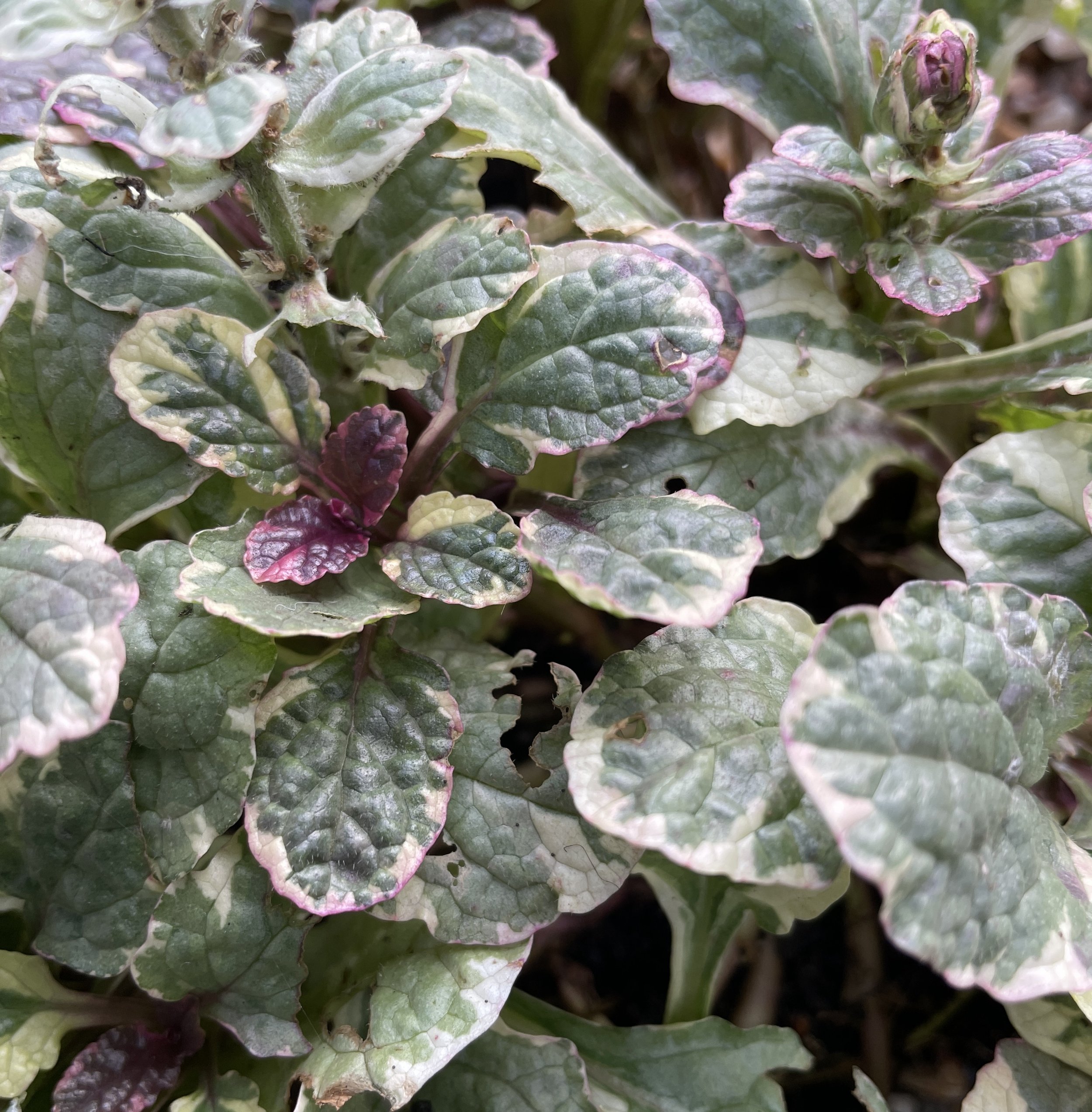 Ajuga in my Catio containers, evergreen and matches the heucheras. 5 Dec 2025