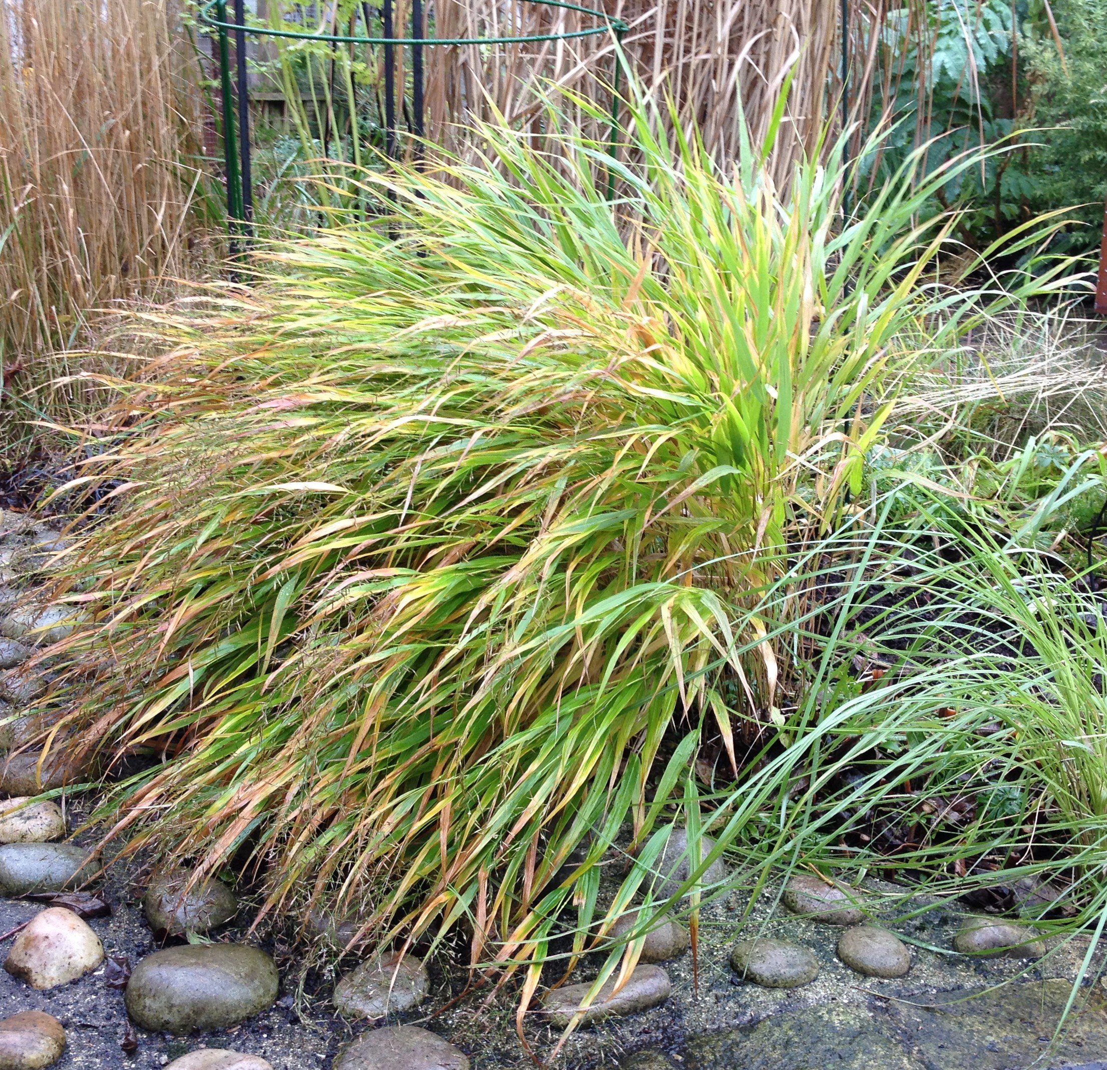 Hakonechloa is a beautiful grass. late to change into its autumn colours. Self seeds freely. 28 Nov 2025