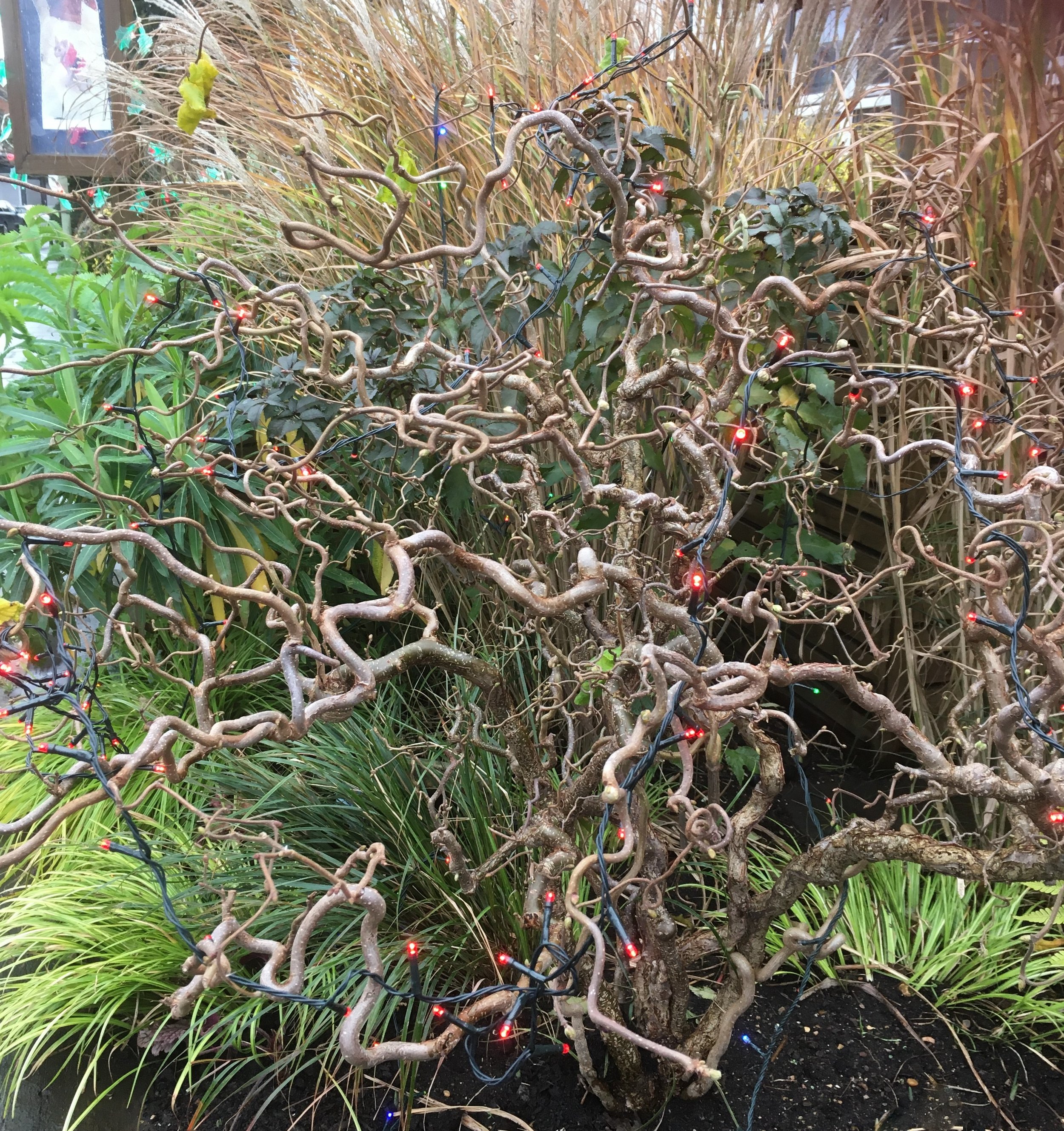 Love it or hate it, this contorted hazel is a great focal point in the front garden, especially dressed in festive lights. 07 Dec 2025
