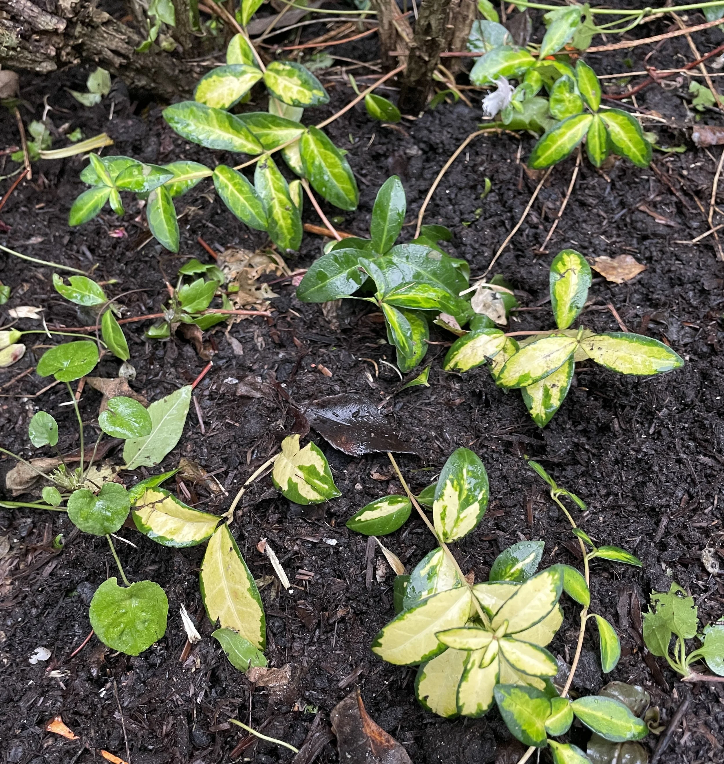 The brightest vinca of them all! Vinca minor Illumination. I don't grow it for its flowers but to brighten up a dull corner. Break bits off, poke them into the soil and off it goes. 13 Jan 2026