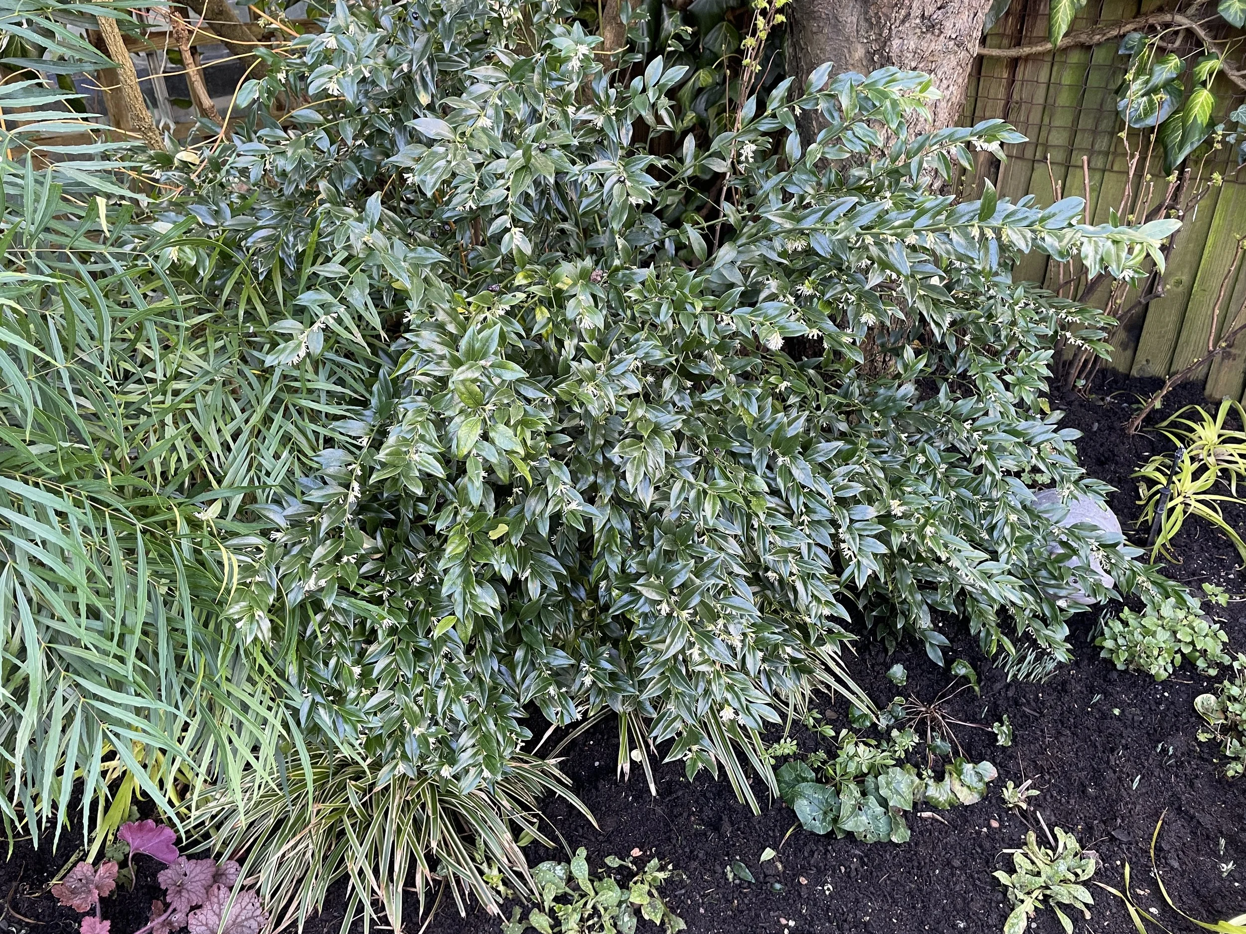 Sarcococca, or Christmas Box, is an unassuming shrub for 10 months of the year, great for dry shade, but in January its insignificant flowers pump out the most delicious fragrance throughout the garden. 24 Jan 2026