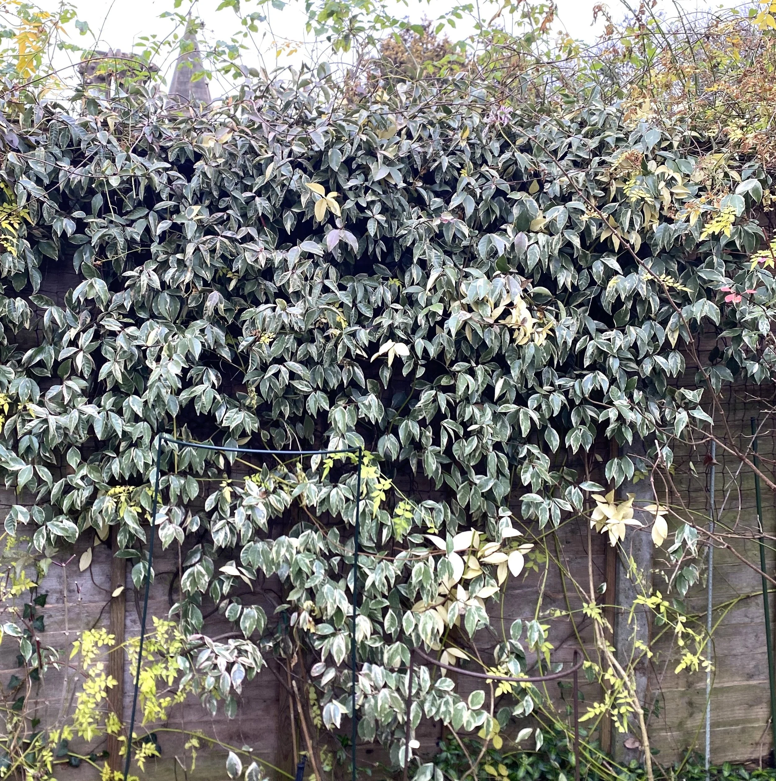 Variagated form of trachylospermum looks good all year round in full sun. 04 Dec 2025