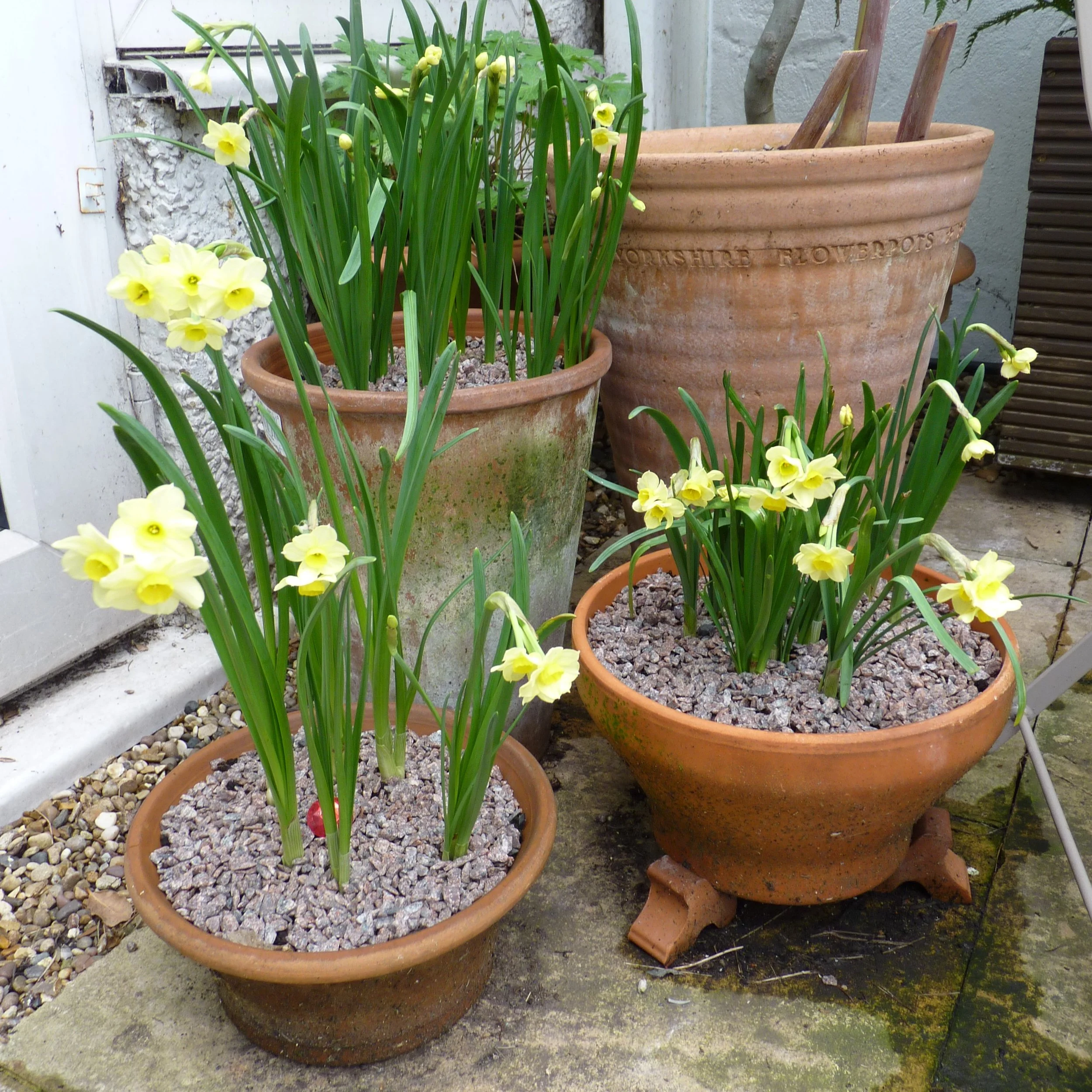 I prefer the pretty pastels to the sunshine yellows of daffs. 09 Feb 2026