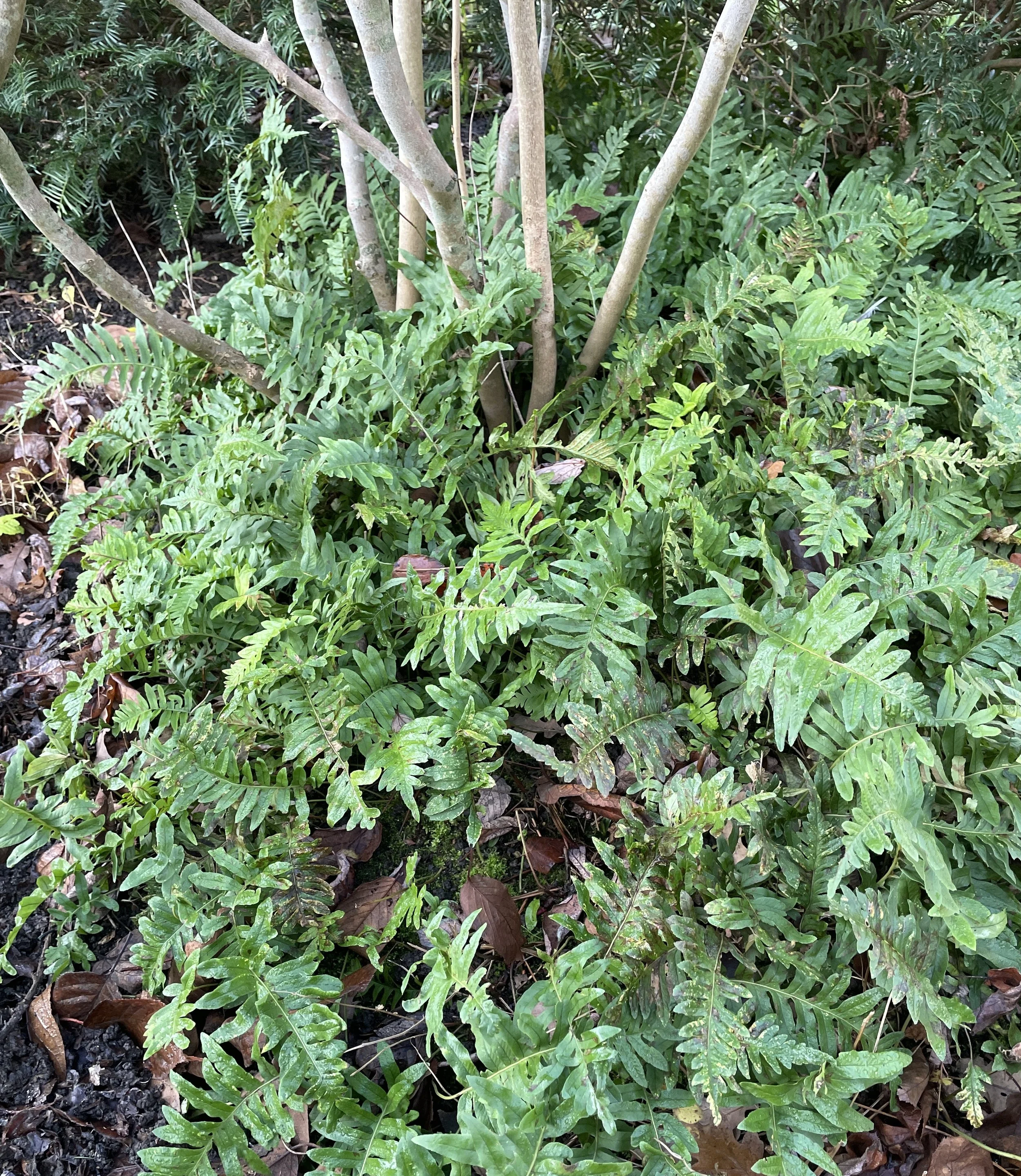Polypodium vulgare - I think - is the best fern for difficult situations, it likes dry shade under hedges as well as damp conditions and creeps around to create great ground cover. Penny and Pauls' garden. 15 Dec 2025