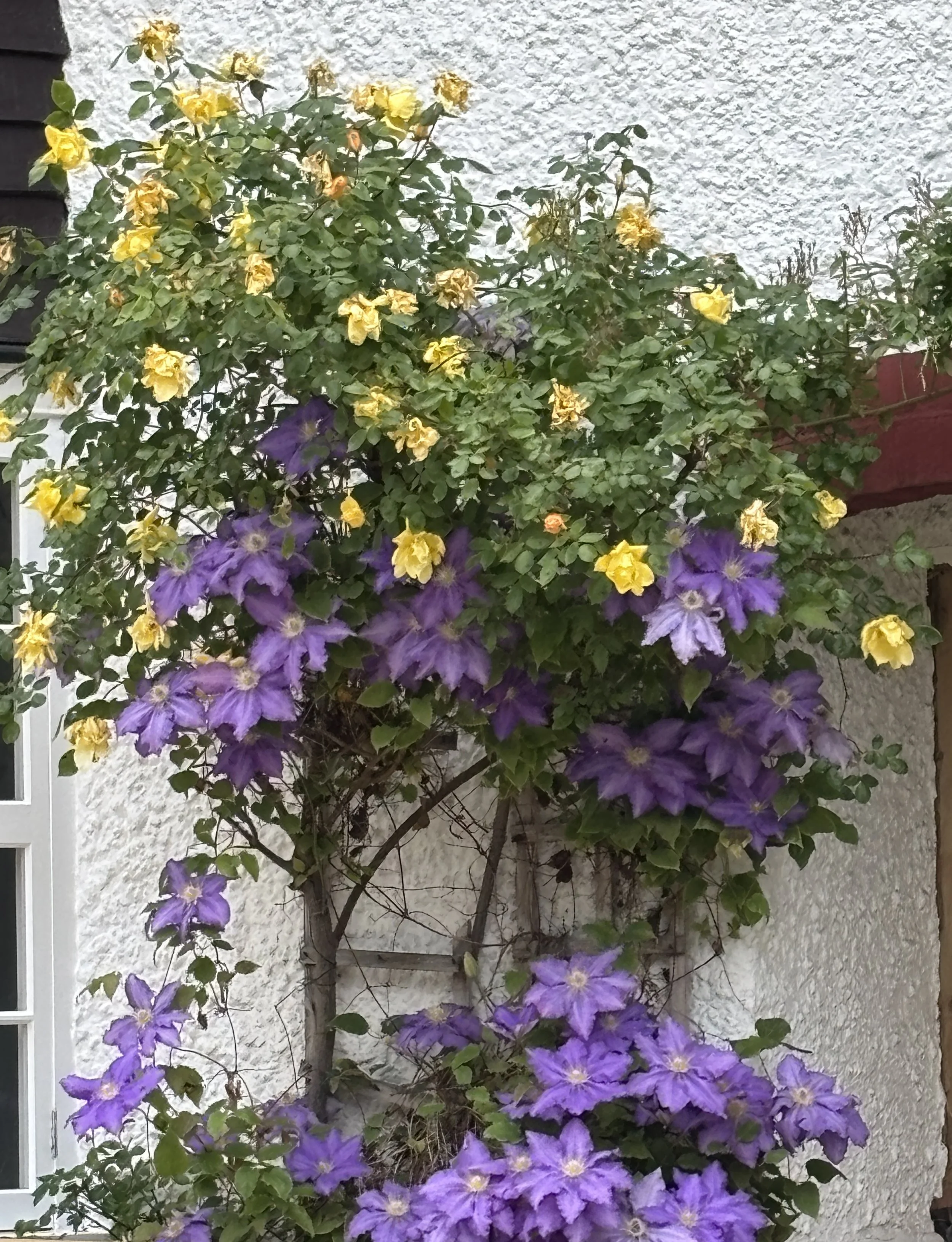 week ending 24 May. This wonderful combination of yellow rose and purple clematis is right up my street! 