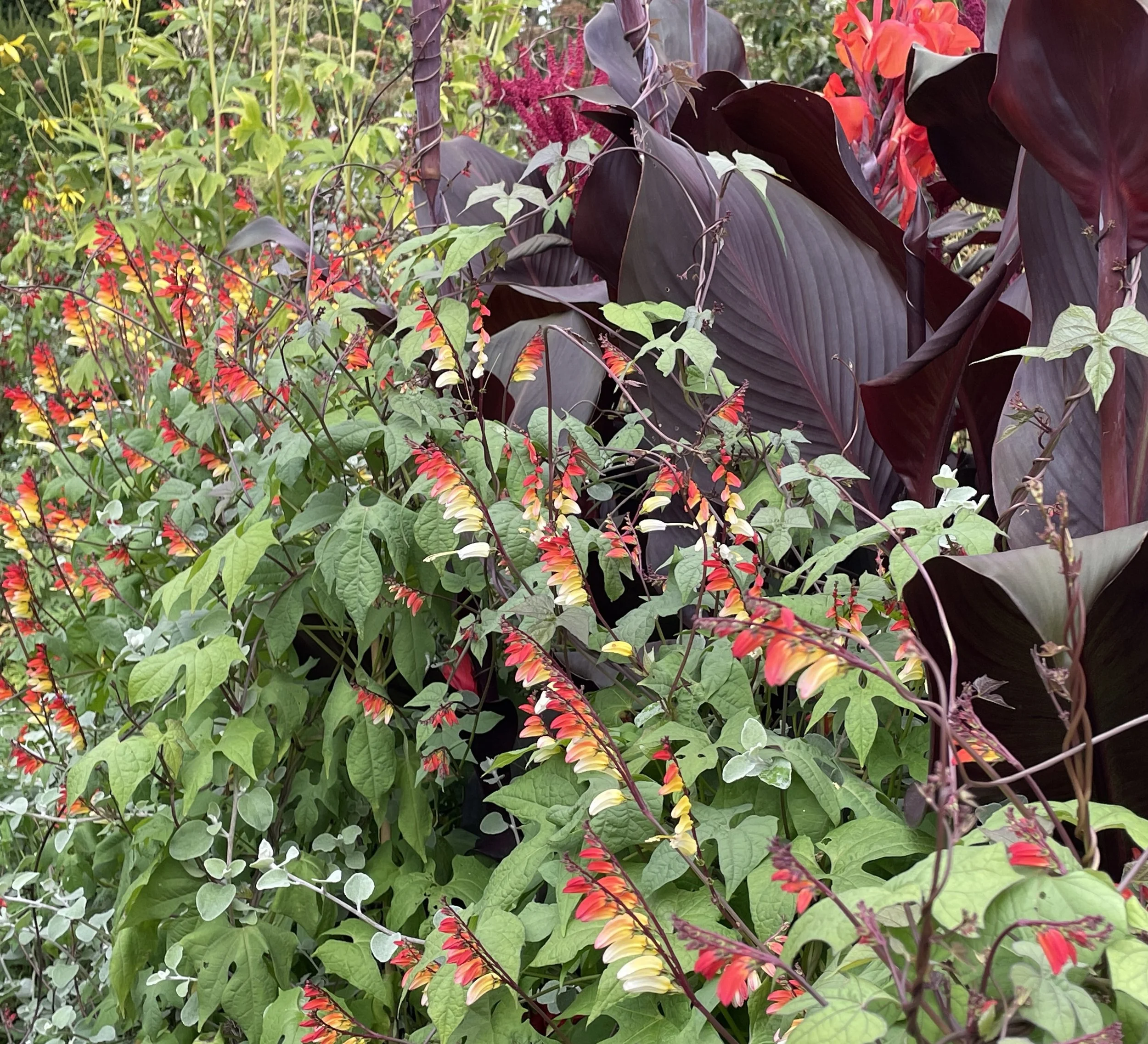 Week ending 23 August. How delicious is this combination, seen at Great Dixter. Canna Tropicana and ipomoea Spanish Flag