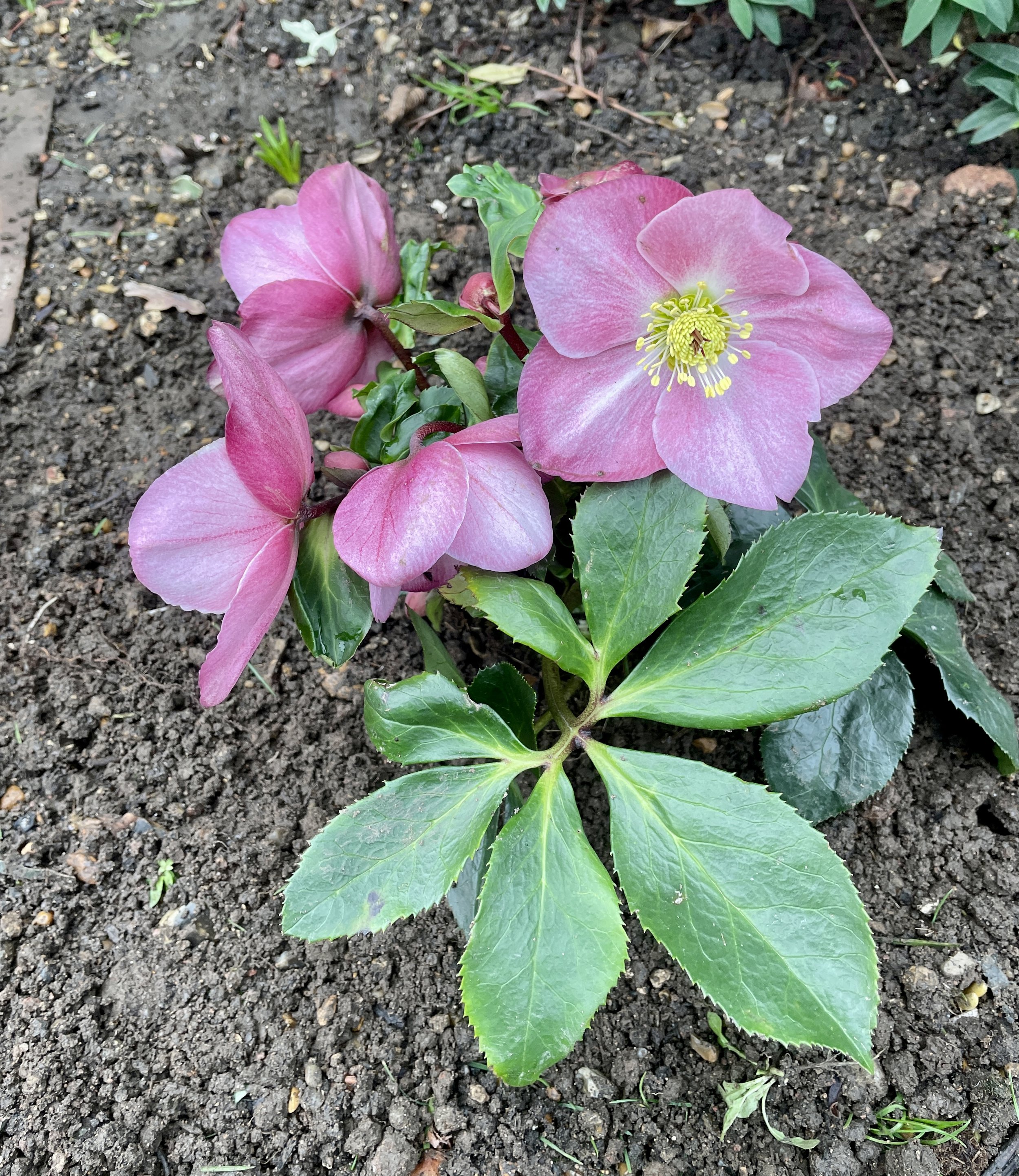 It's that time of year again! Hellebore season. this one was very much an impulse buy by Val for her new garden. 27 Nov 2025