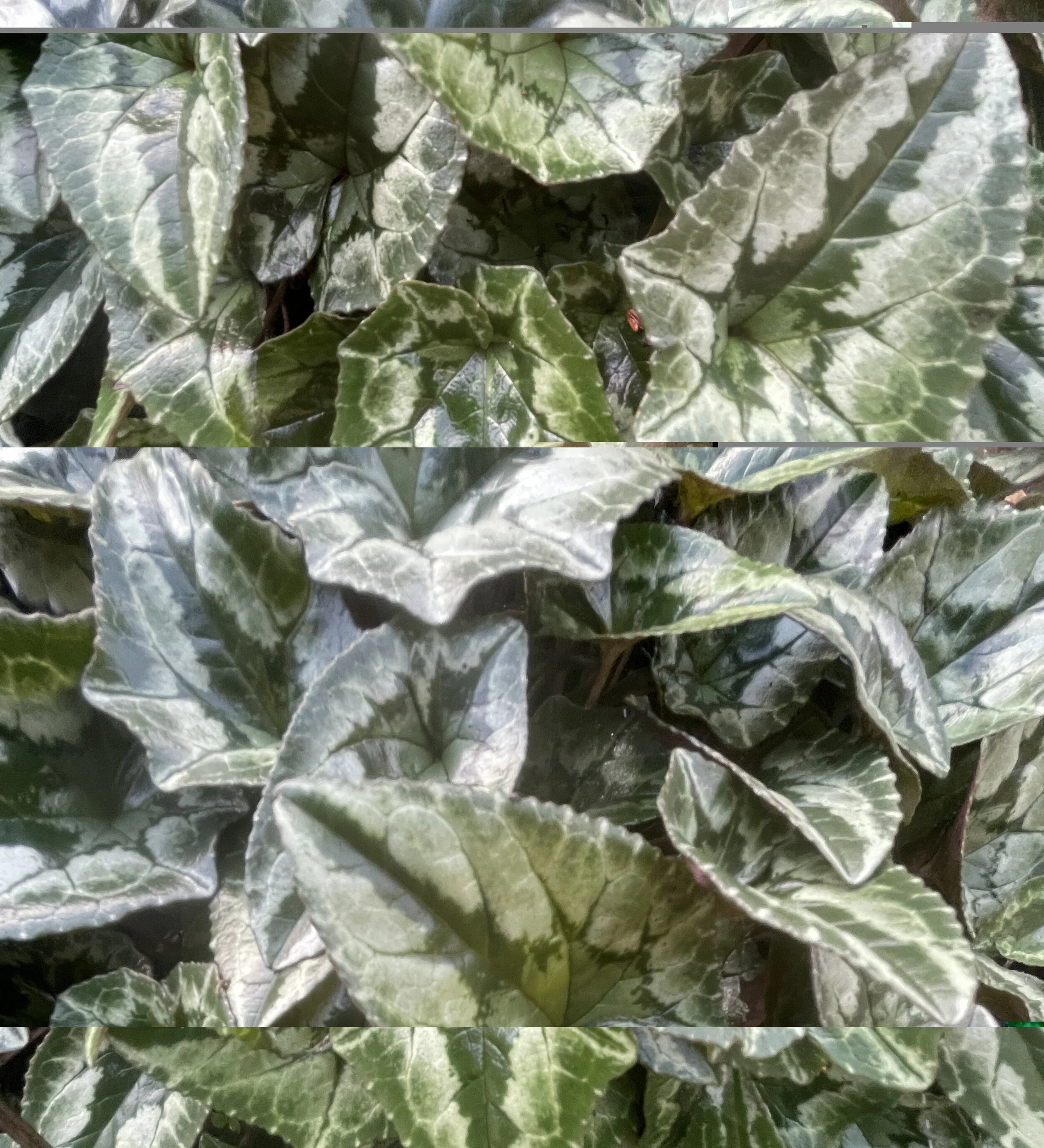 Beautiful marbled cyclamen leaves spreading throughout the borders in Ruth & Mark's garden. 10 Dec 2025