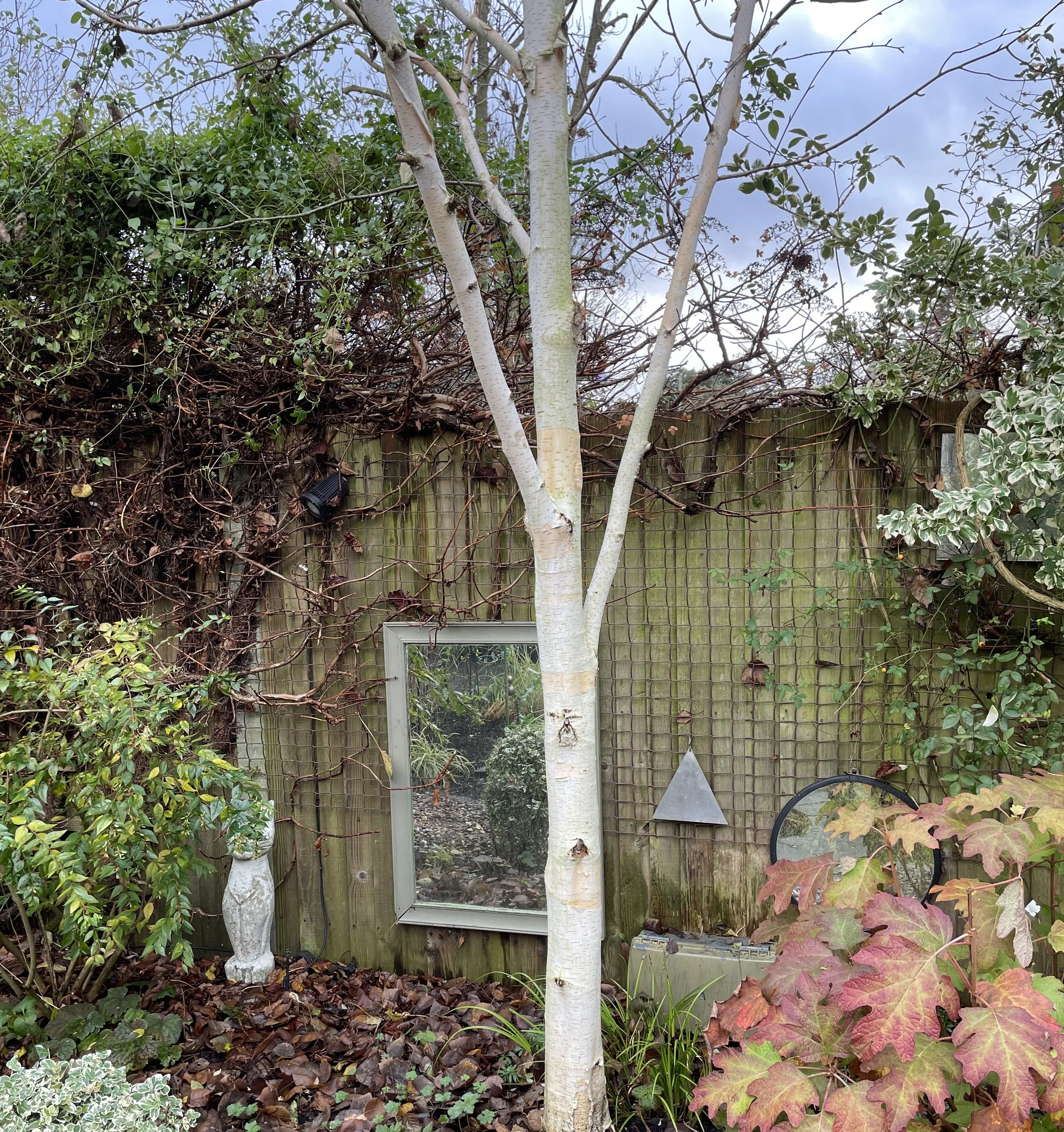 Betula utilis doorenbos, feathered stem, perfect for our small garden. Shines out in the shady corner. Planted in memory of my late lamented sphynx cat Winky.  Dec 16 2025