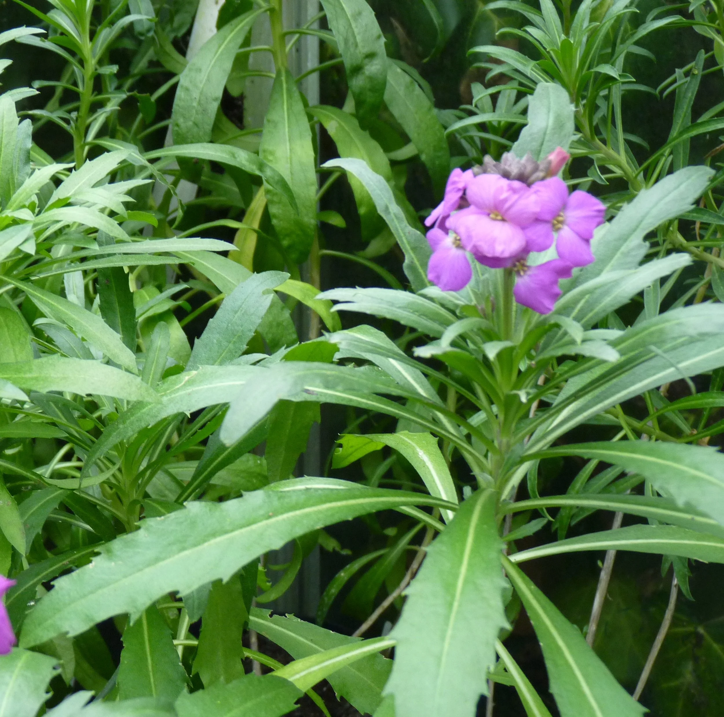 Can't believe I haven't put Erysimum Bowles Mauve on before. It flowers forever! Short lived evergreen perennial. Every garden should have one. 03 Jan 2026
