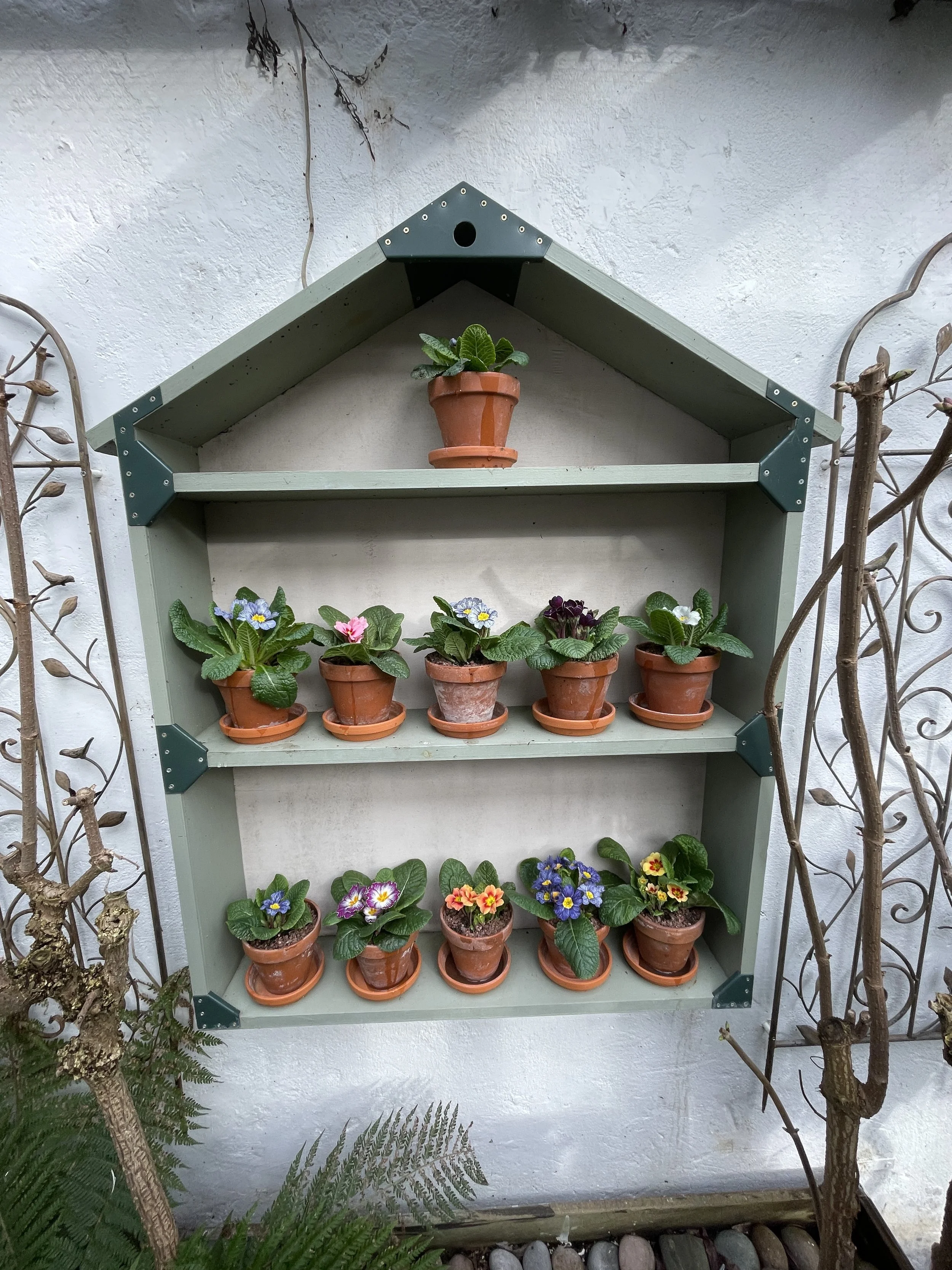 At last some colour! Primulas for the auricular theatre. 27 Jan 2026