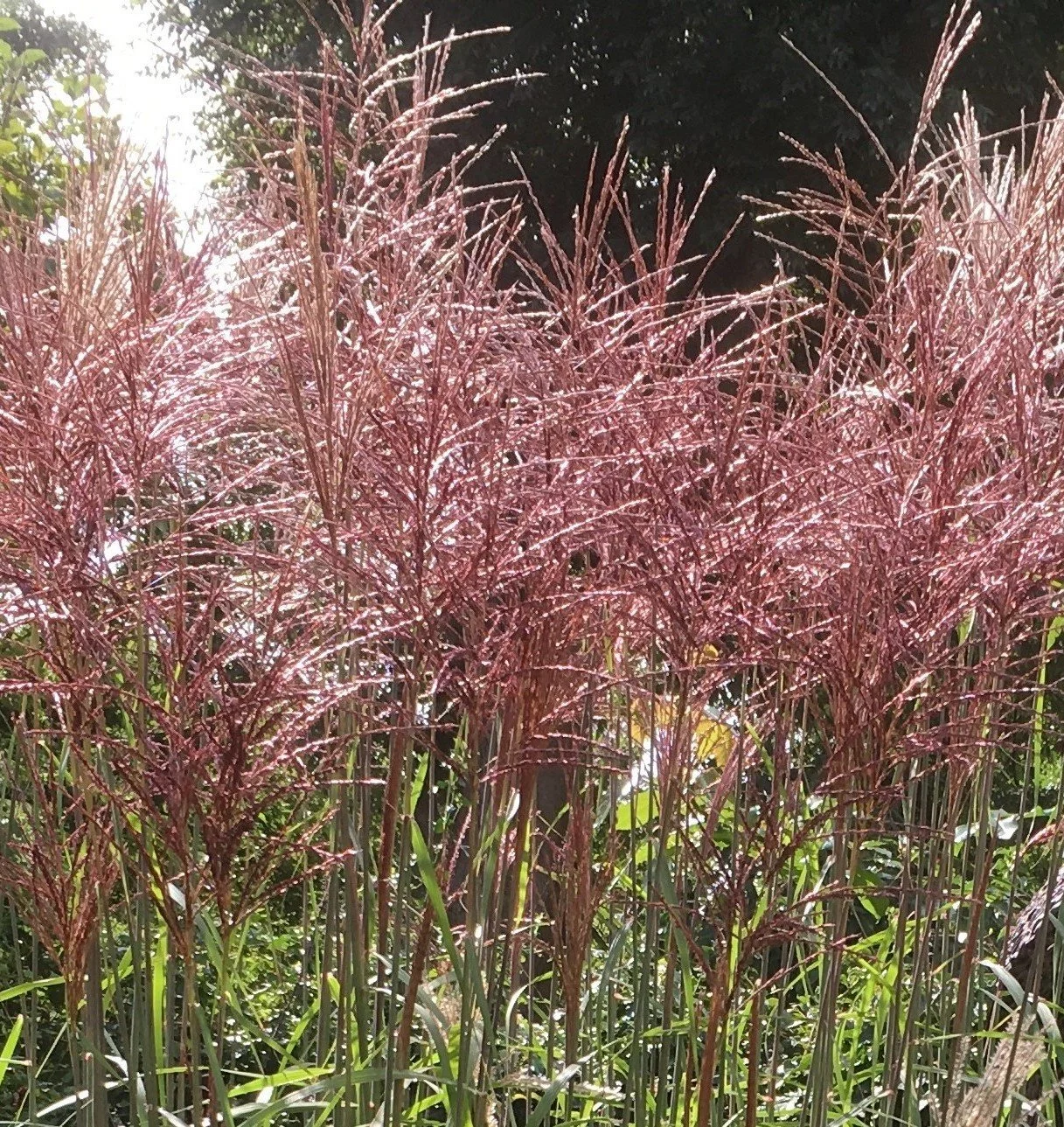 Stunning miscanthus with its coppery crimped tassels. star of the late summer border! 16 Sept 2025