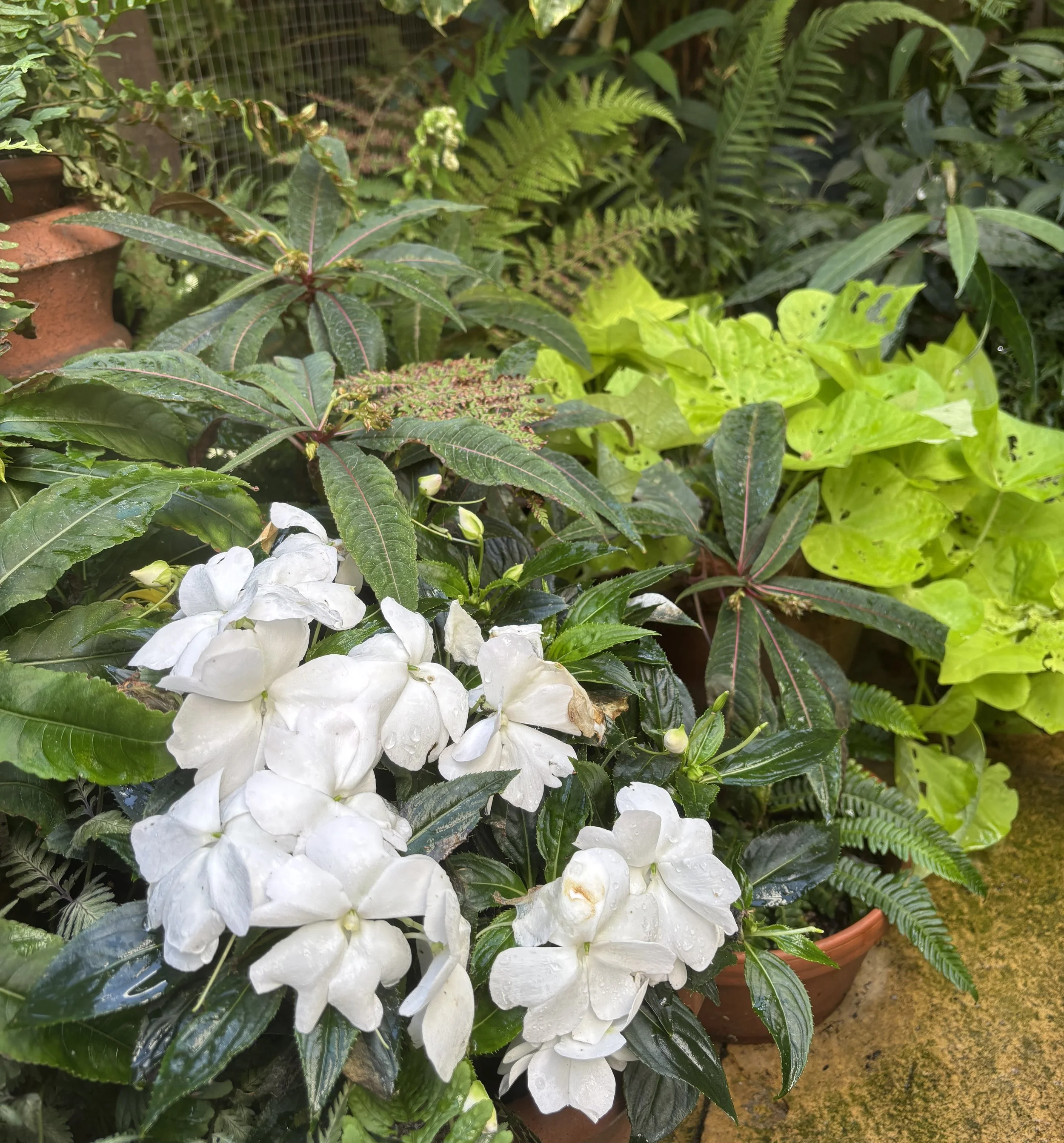 Week ending 20 Sept. I love these cool colours at the shady end of the Catio. Ferns, impatiens, marbled leaves. A complete opposite to the bright, vivid colours at the sunny end.