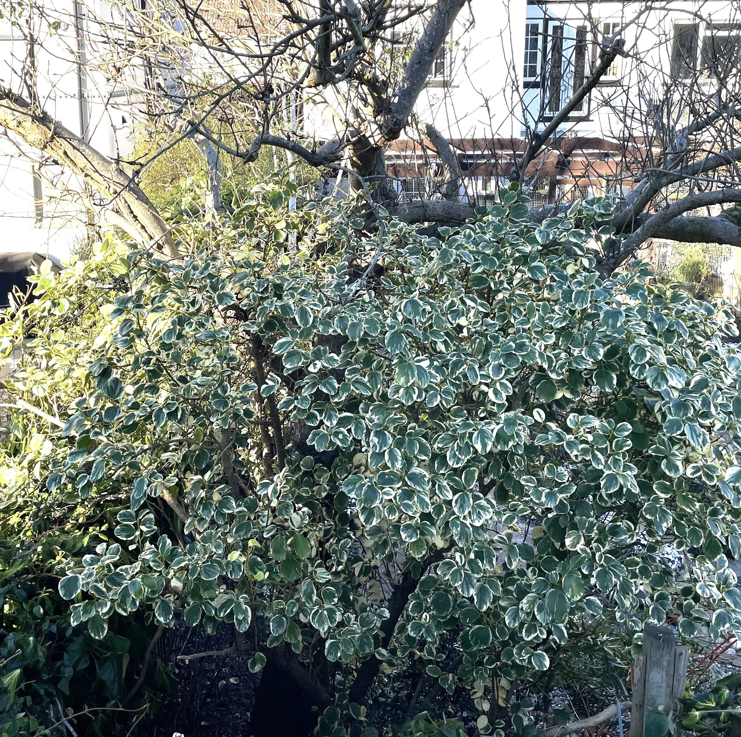 Griselinia littoralis is a sturdy evergreen shrub, in this case growing into the canopy of my ancient apple tree. 06 Jan 2026