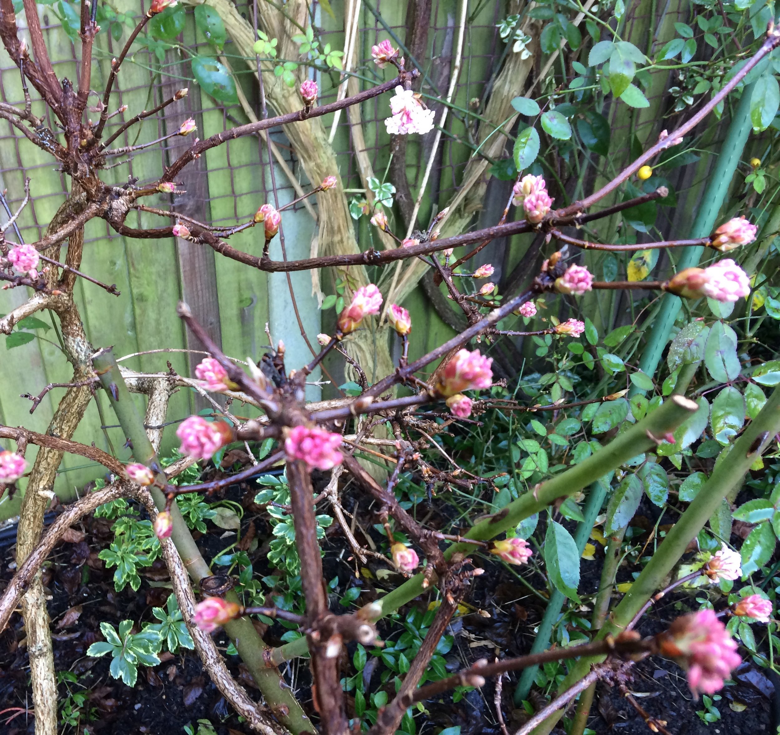Viburnum Bodntense Dawn in bud. 04 Jan 2026