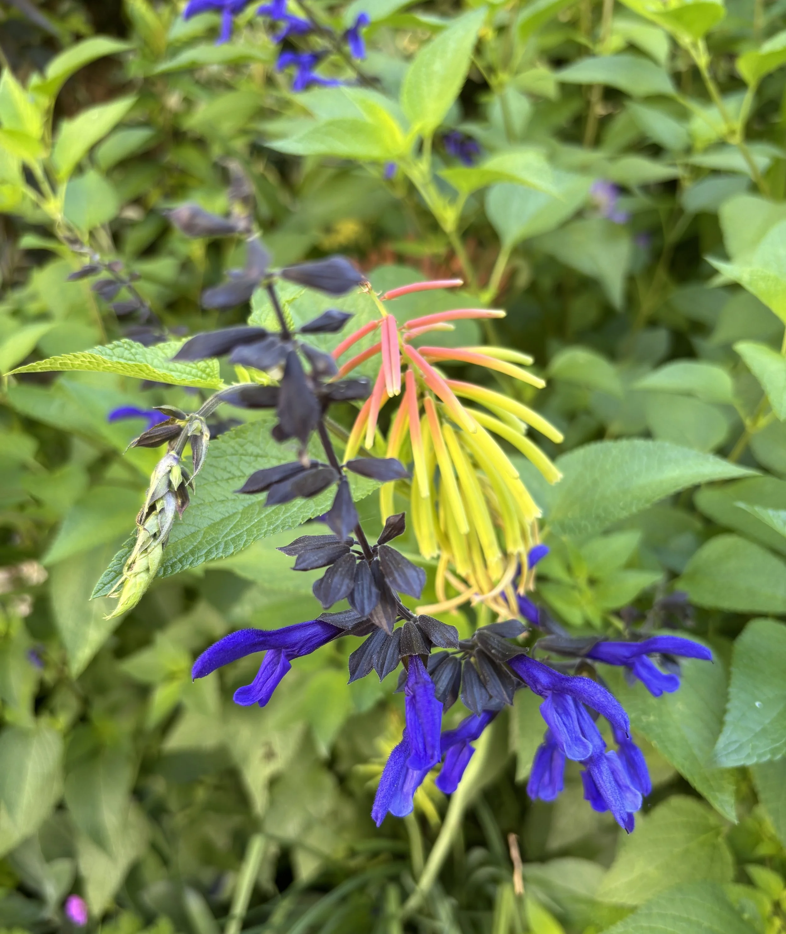 Week ending 5th July. I've finally got these two to flower simultaneously, after two years. The kniphofia is Rasta Rufa and the salvia is Animo, baby sister of Amistad.