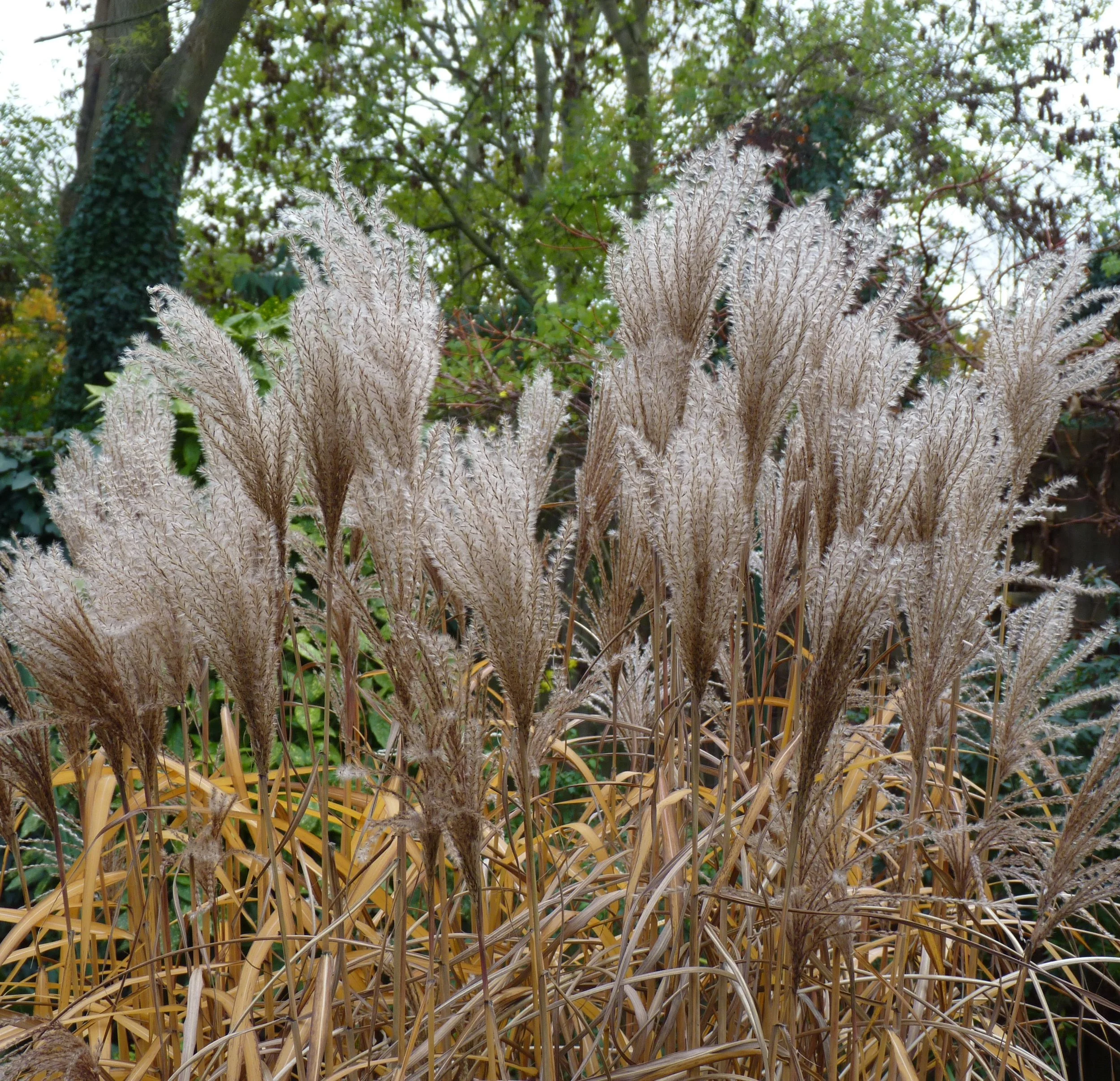 Miscanthus gradually fading into softly crimped plumes. 03 Dec 2025