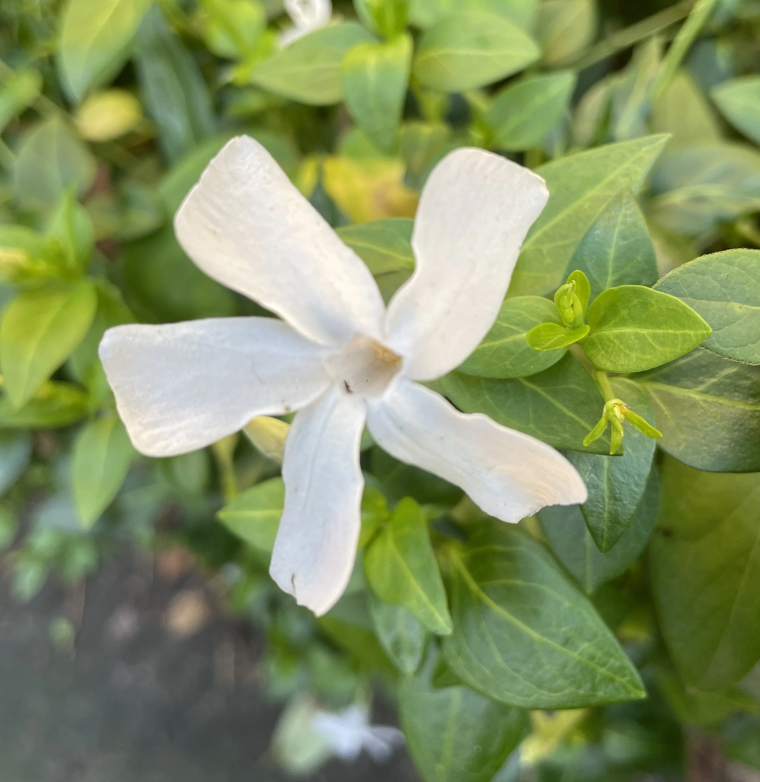 This lovely white vinca forms such dense growth that it can be pruned into a loose low hedge and flowers on and off for months. Penny & Paul's garden 13 Dec 2025