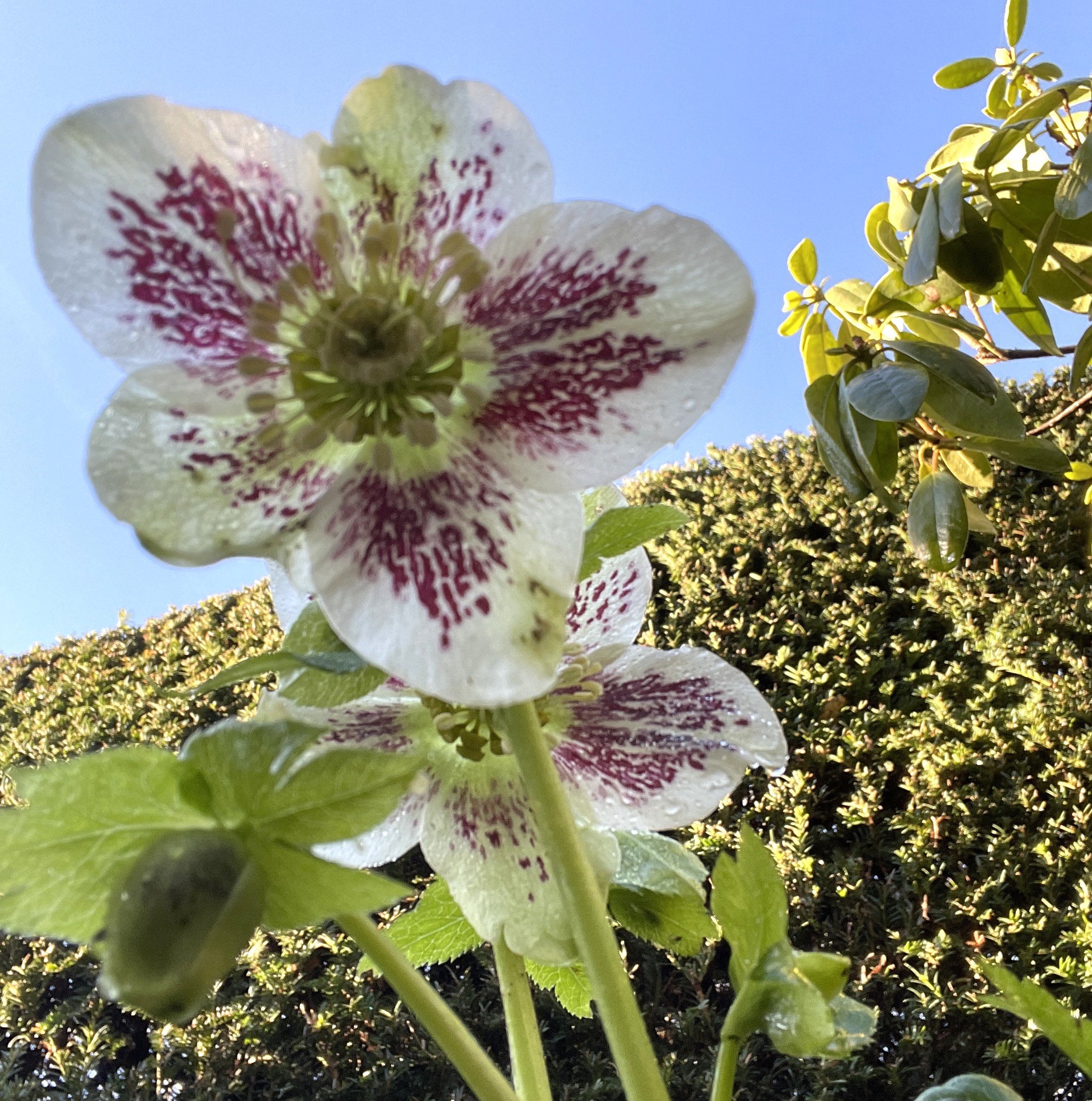 Helleboreus Spring Promise Series at Penny & Paul's. 14 Jan 2026