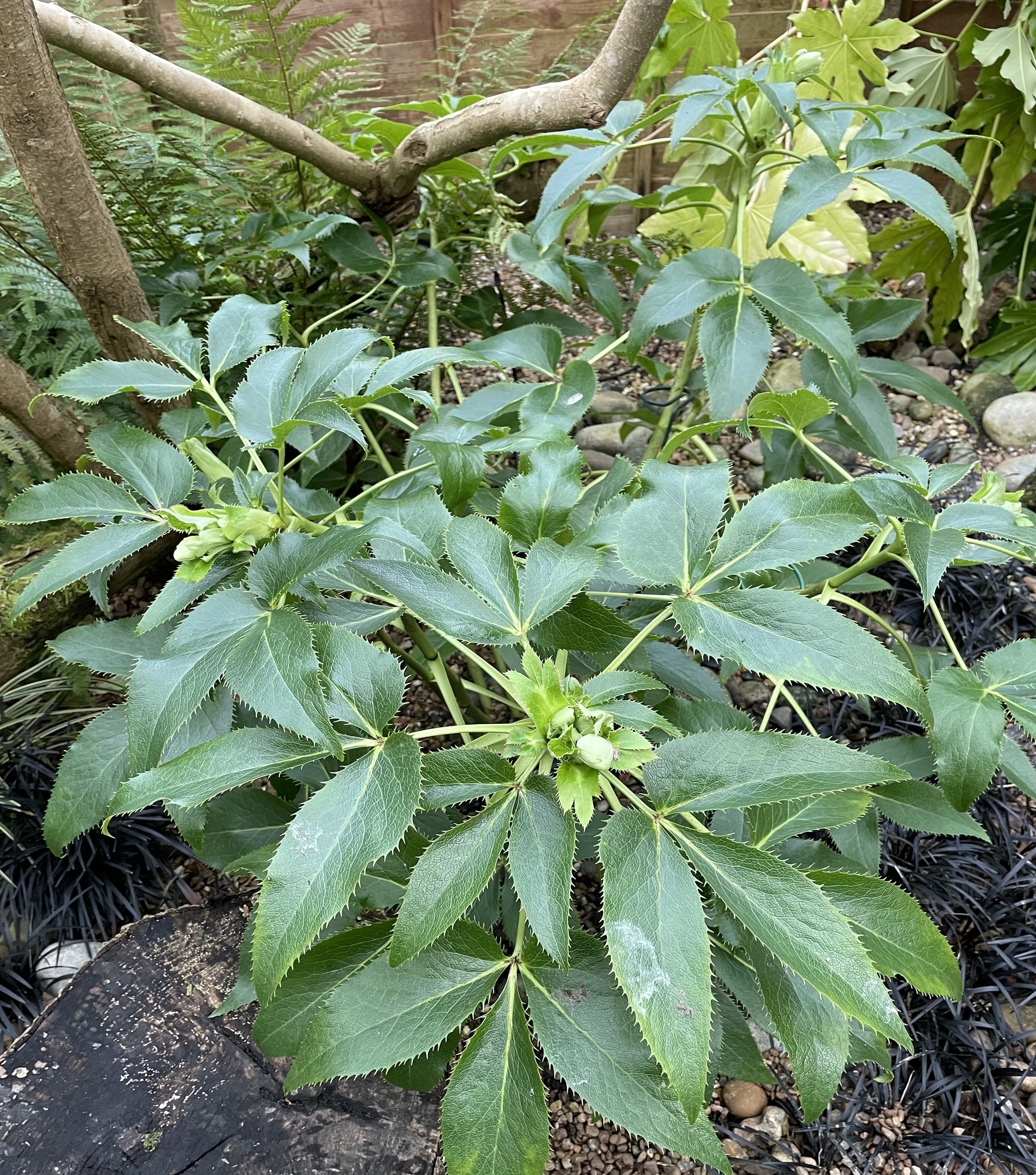 The Corsican hellebore or helleborus argutifolius is a must in dry shade. It has lovely  clusters of bell shaped flowers in late winter that last for months. 24 Nov 2025