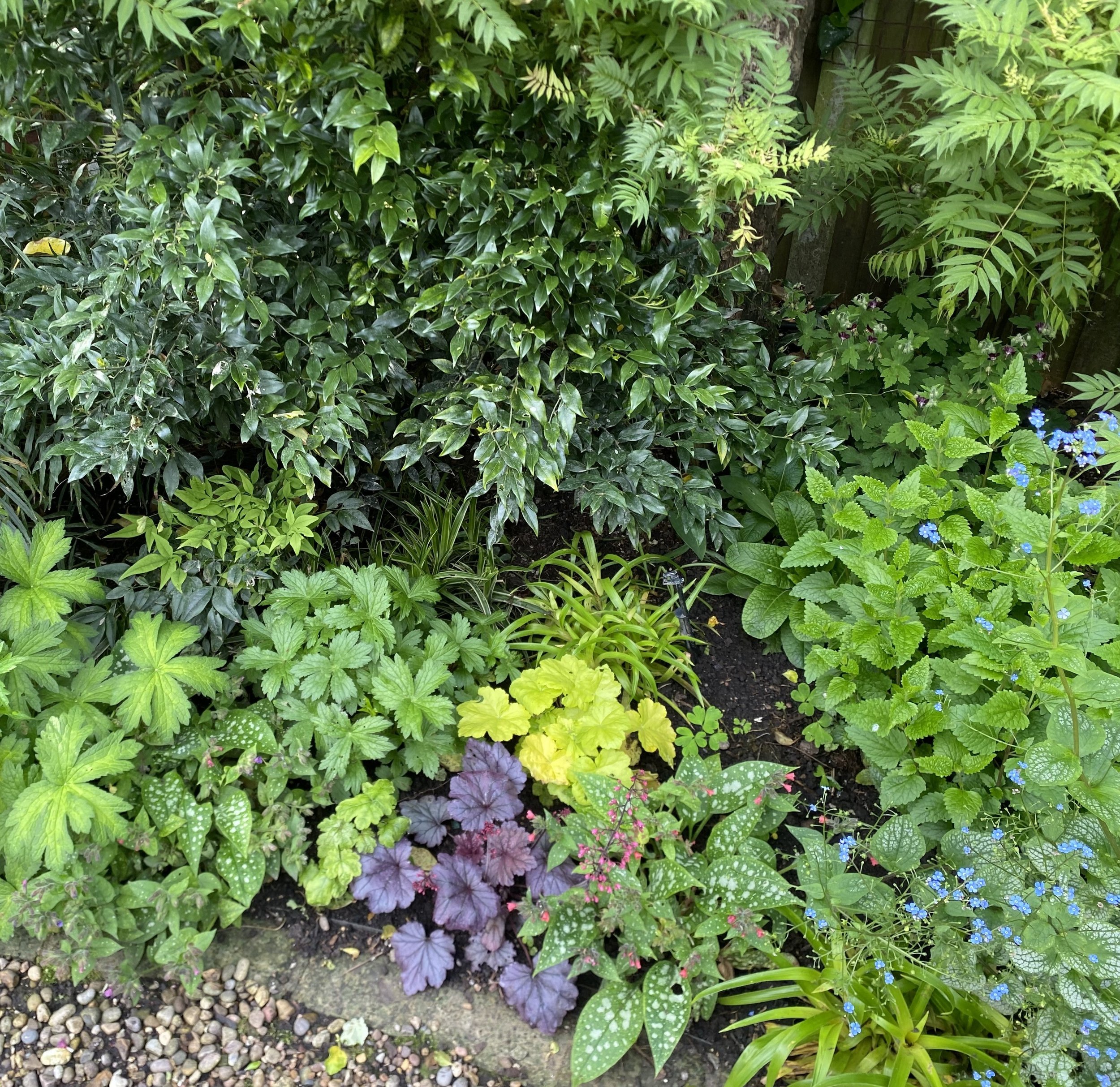 Week ending 31 May. I just love the tapestry effect my ground cover of heuchera, pulmonaria, brunnera and astrantia creates.