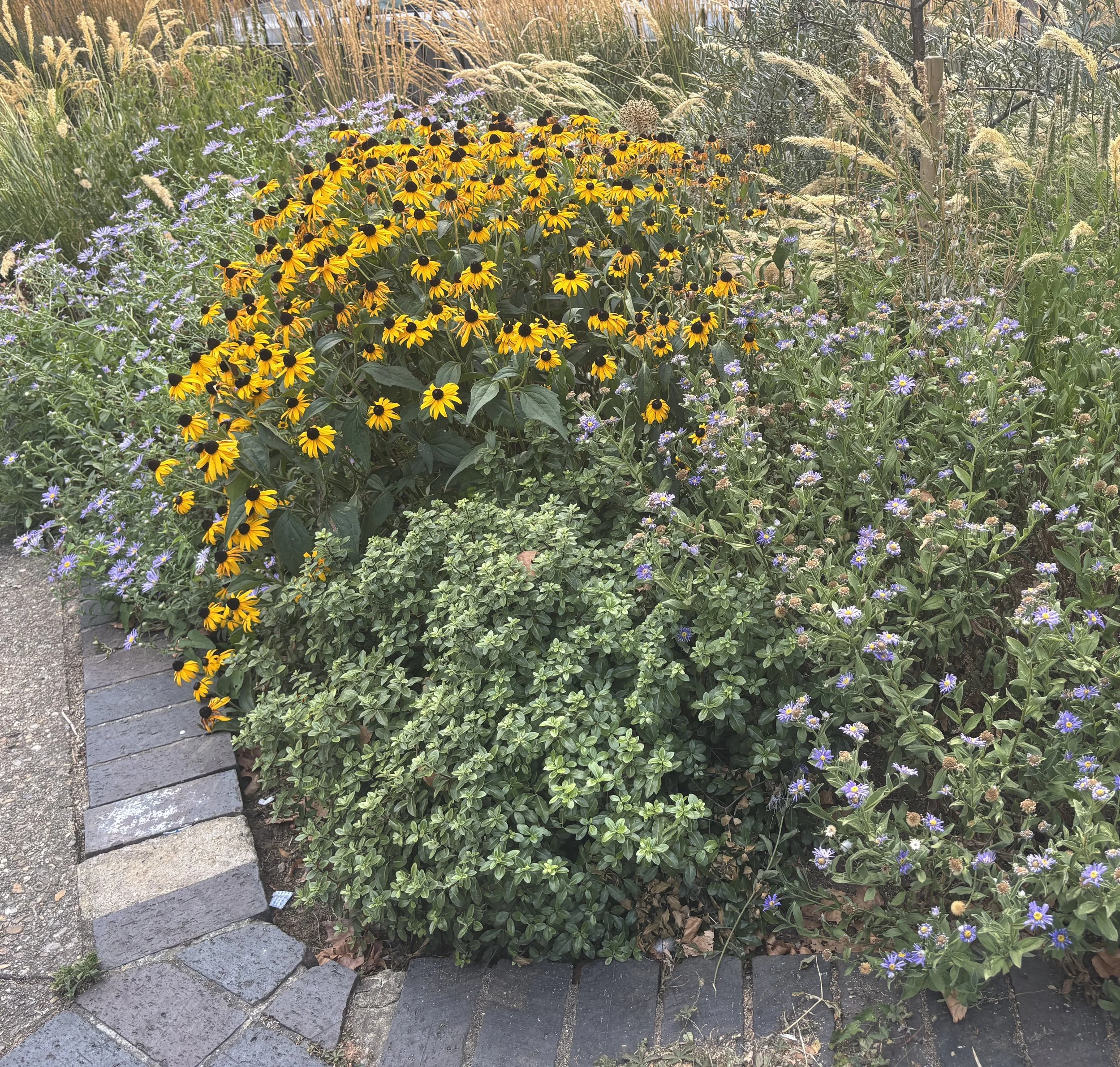 Week ending 16 August. Perfect planting for drought, a sea of grasses at Regents Park café with asters and rudbeckias, perfectly happy. 